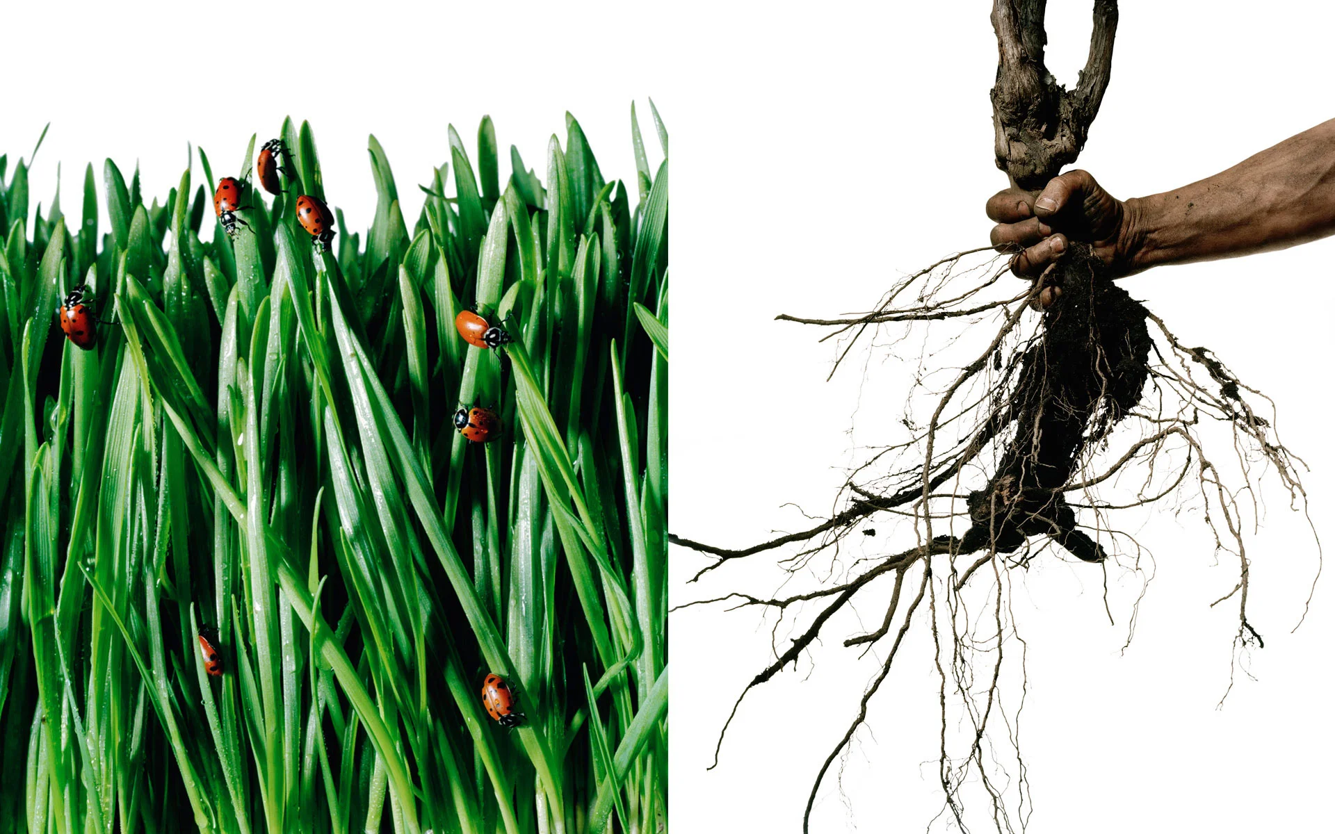 PR_grass-roots_sq.jpg