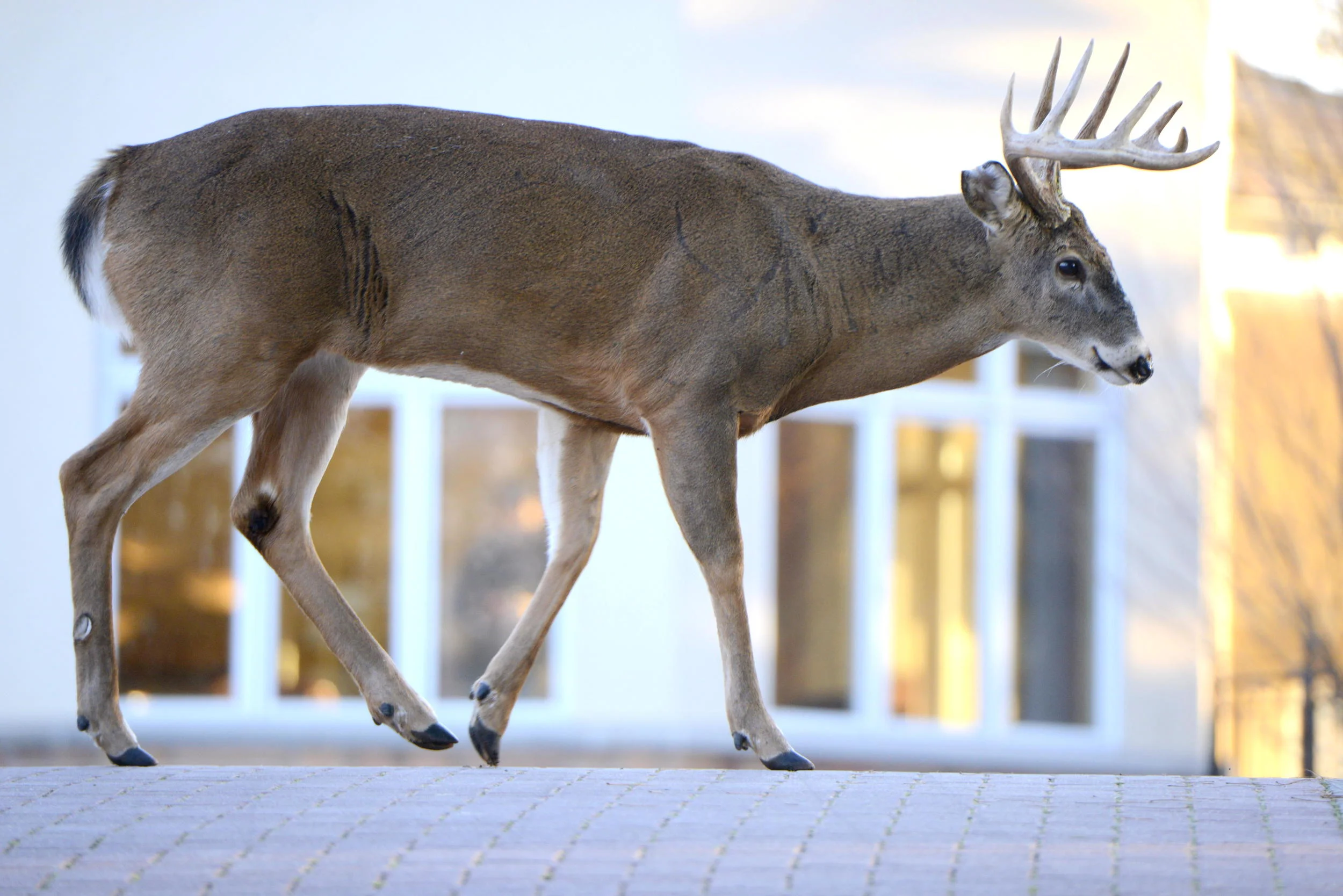 A Buck strolls by the clubhouse