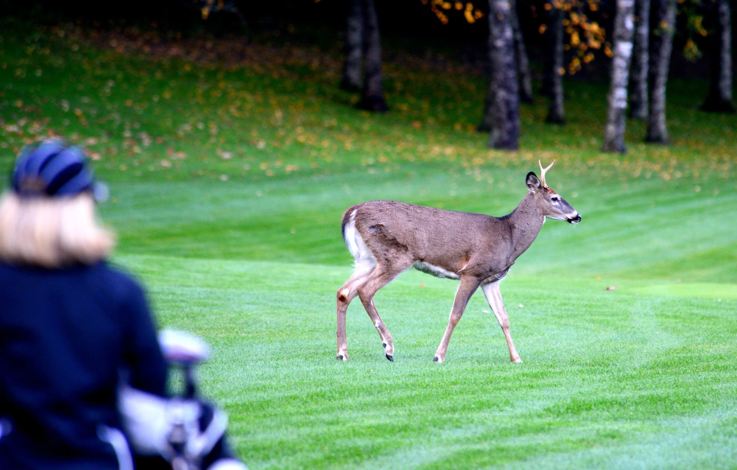 Deer Crossing across the 16th fairway