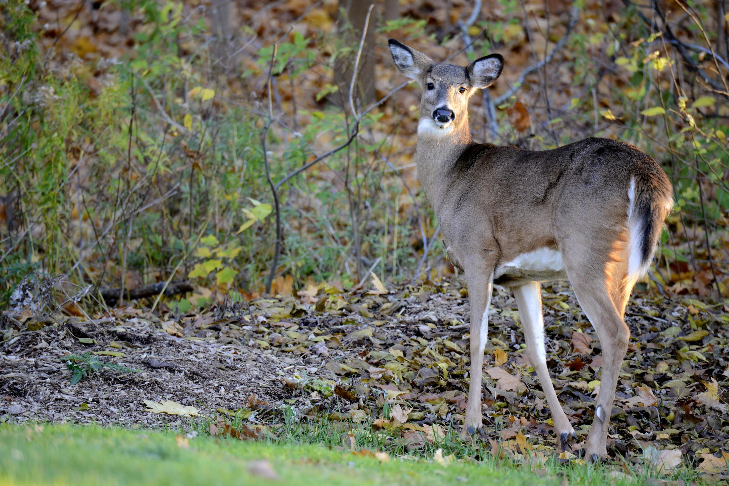 White-tail Deer by 15th 