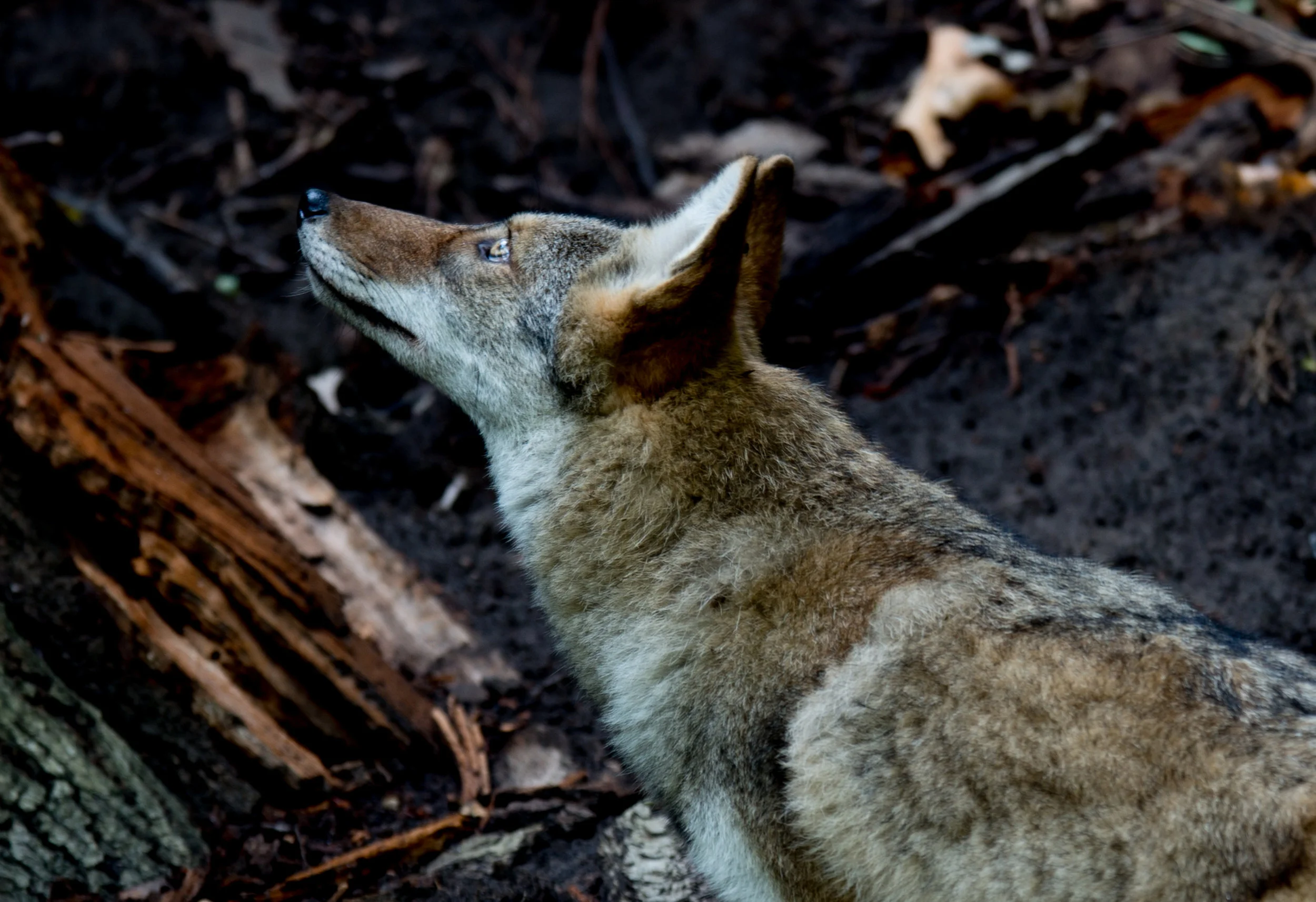 Curious Coywolf by 8th green