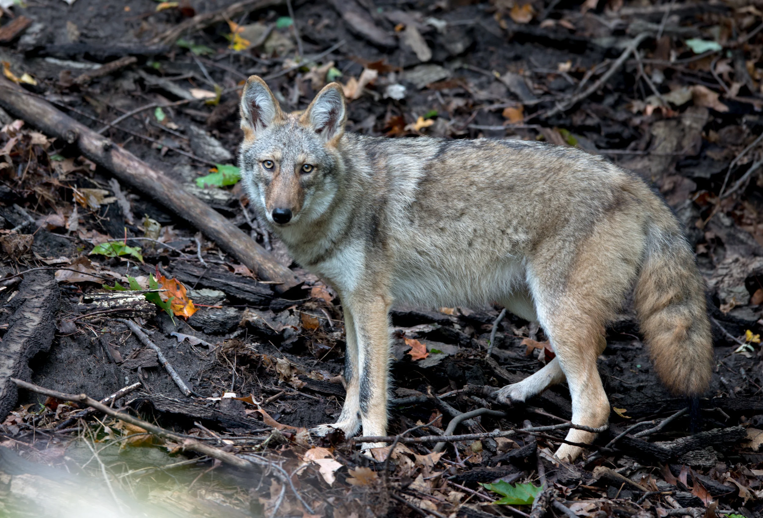 Coywolf by 8th green
