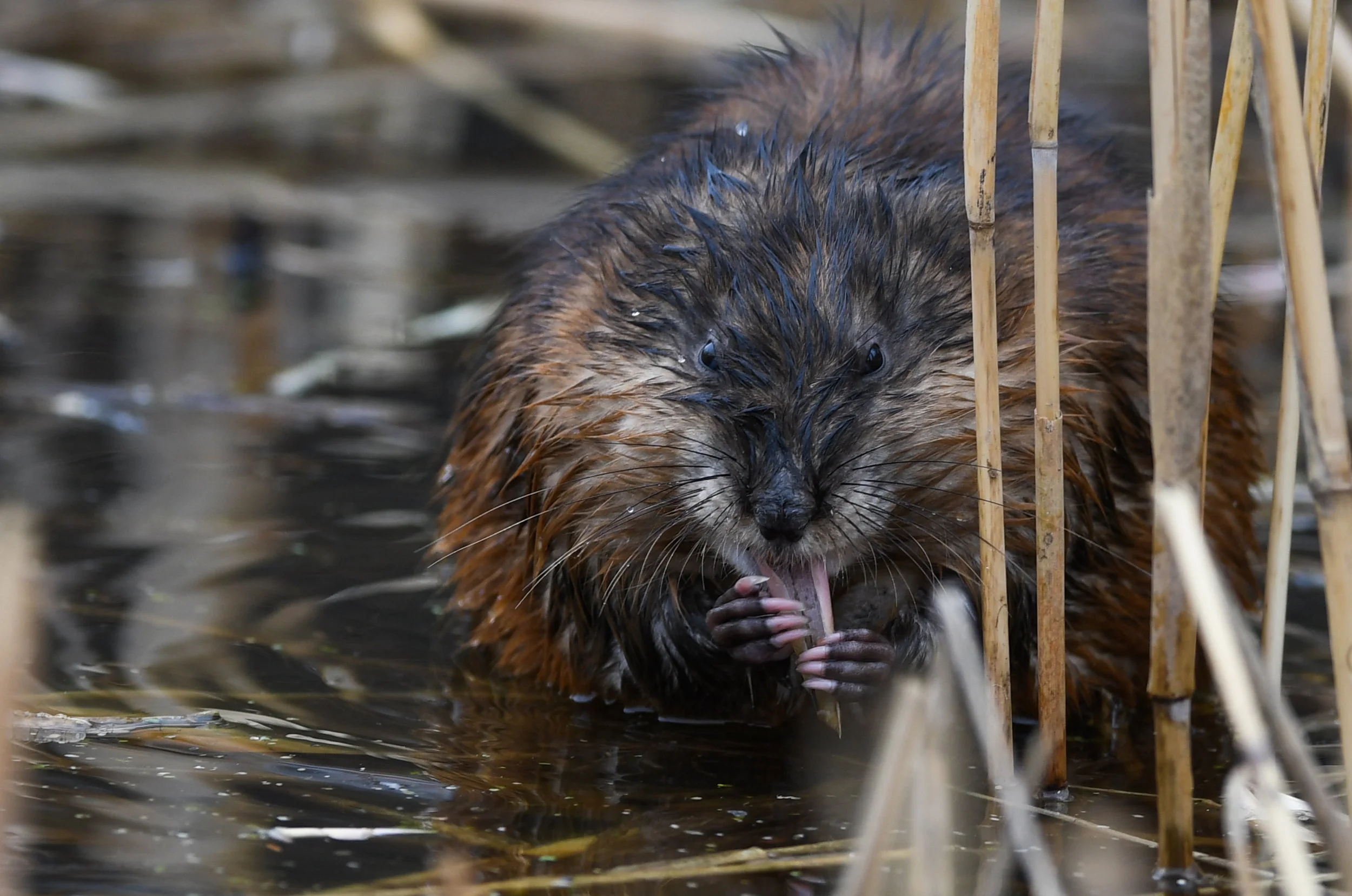 Dining in the Marsh on 8, Muskrat