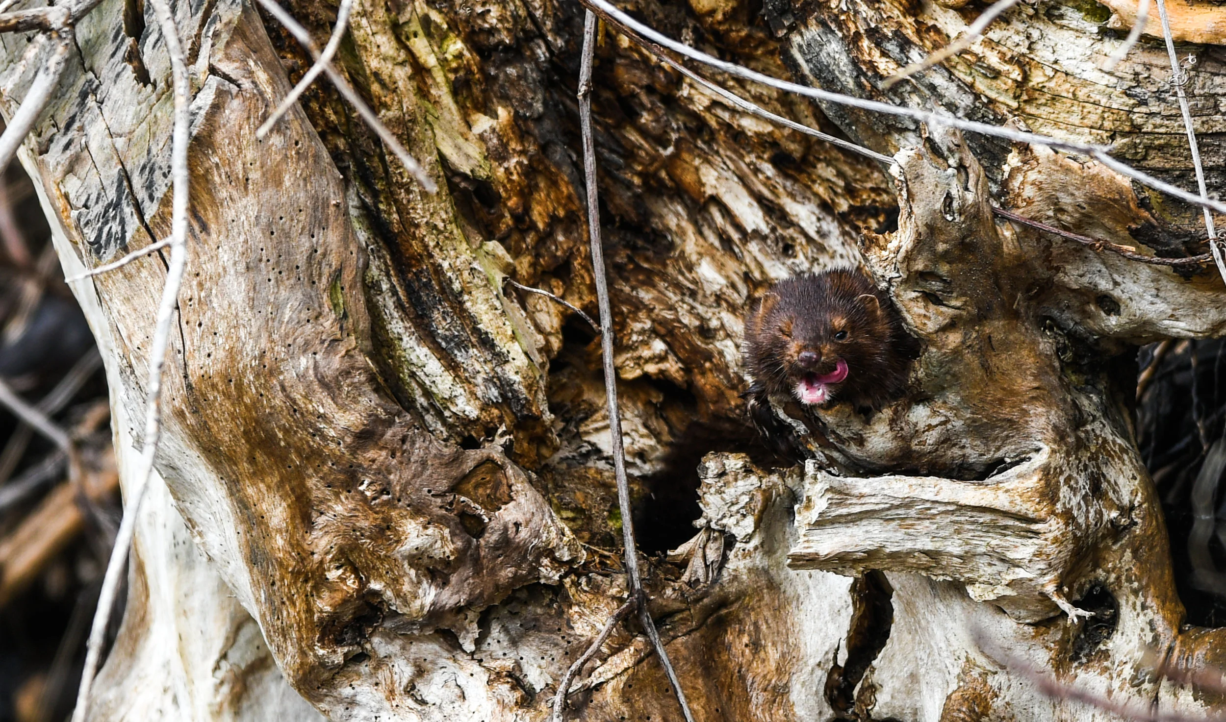 Happy Mink by 6th Tee