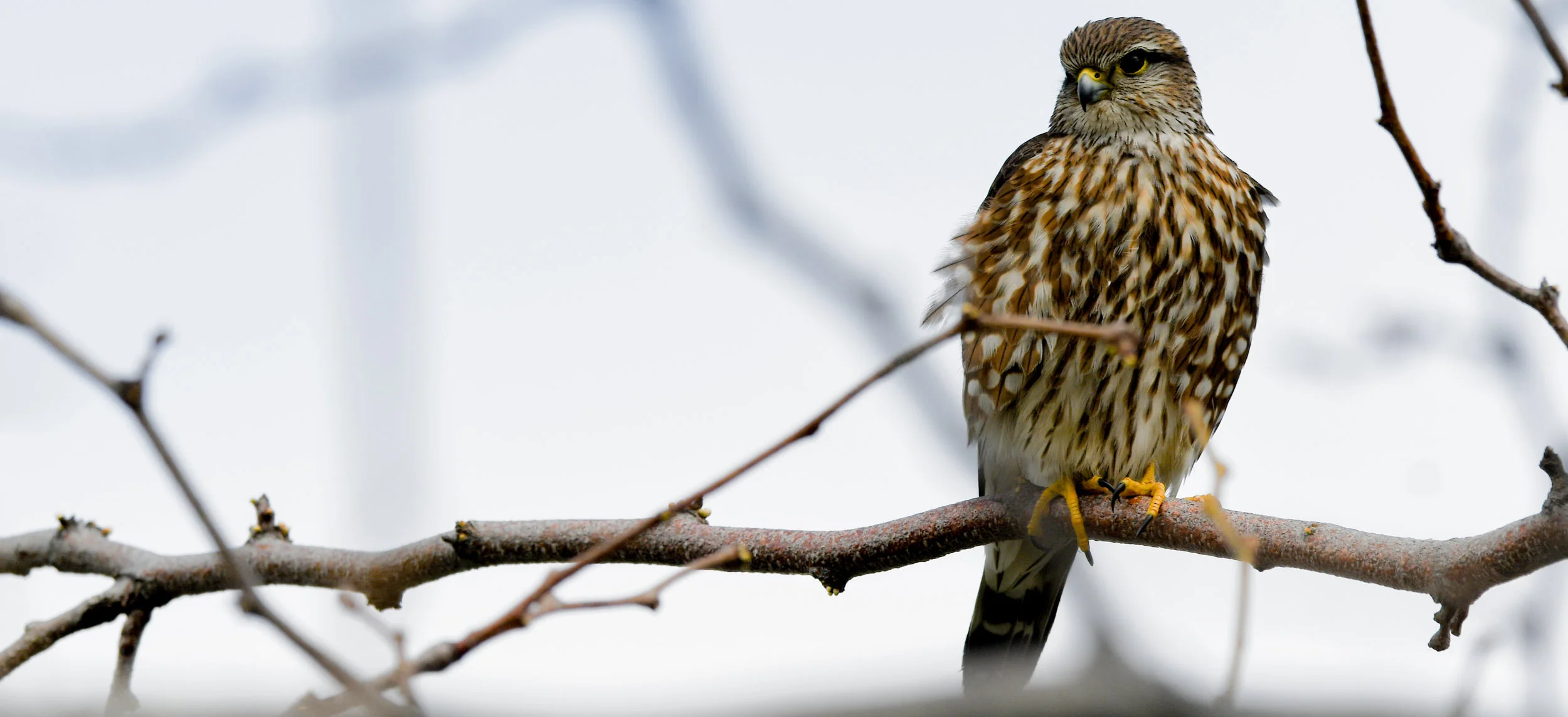 American Kestrel in Kelowna, BC