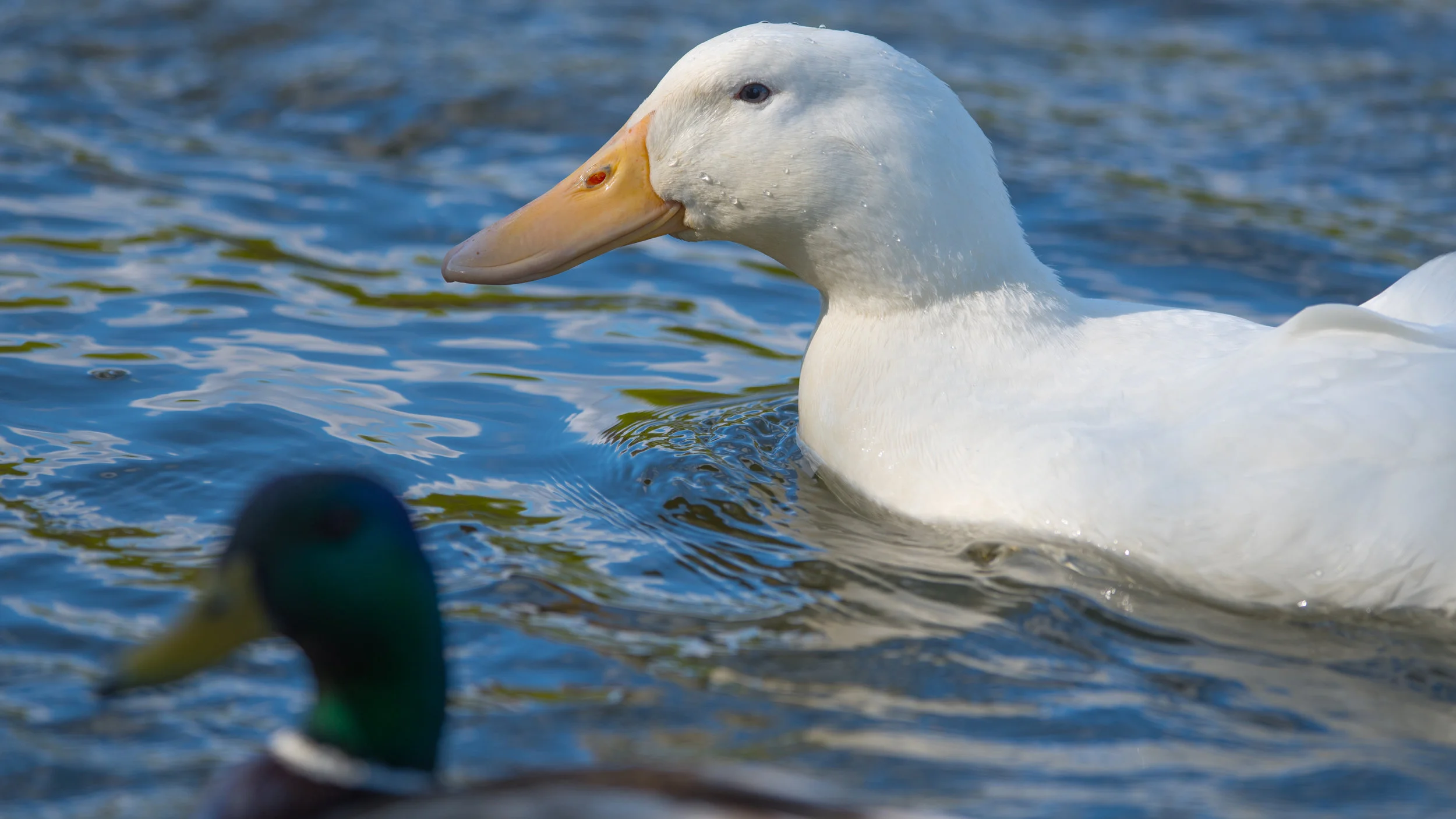 An American Pekin Duck dwarfing a Mallard in the Humber