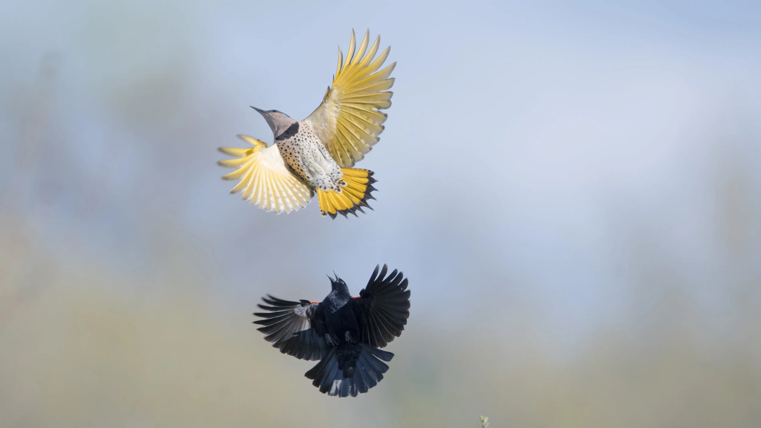 Red winged Black Bird giving chase to a Northern Flicker