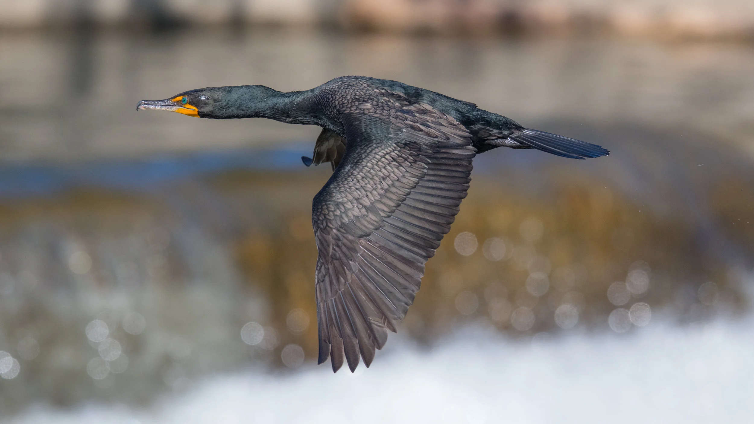 Cormorant flying over the falls