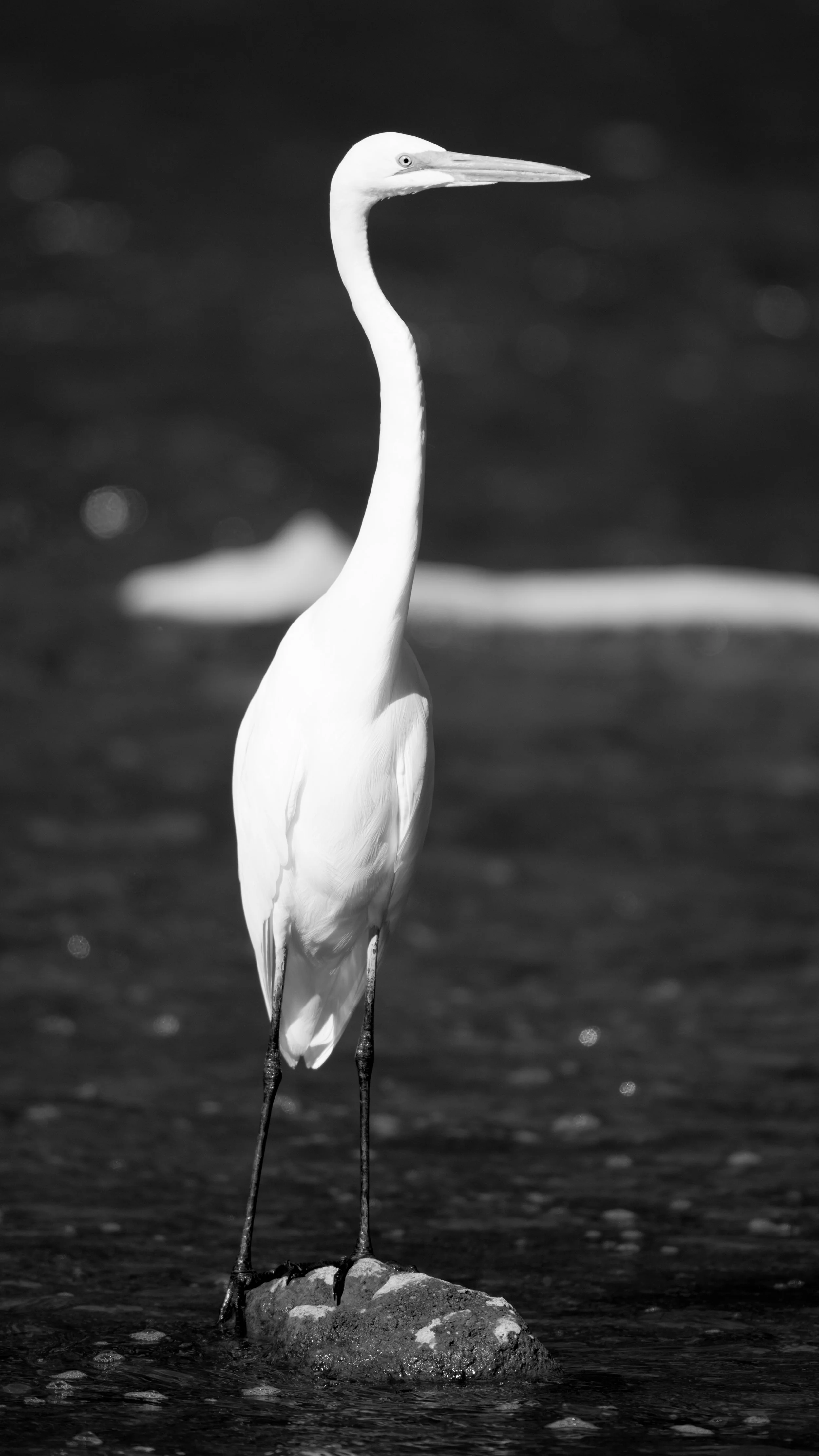 Great Egret standing tall