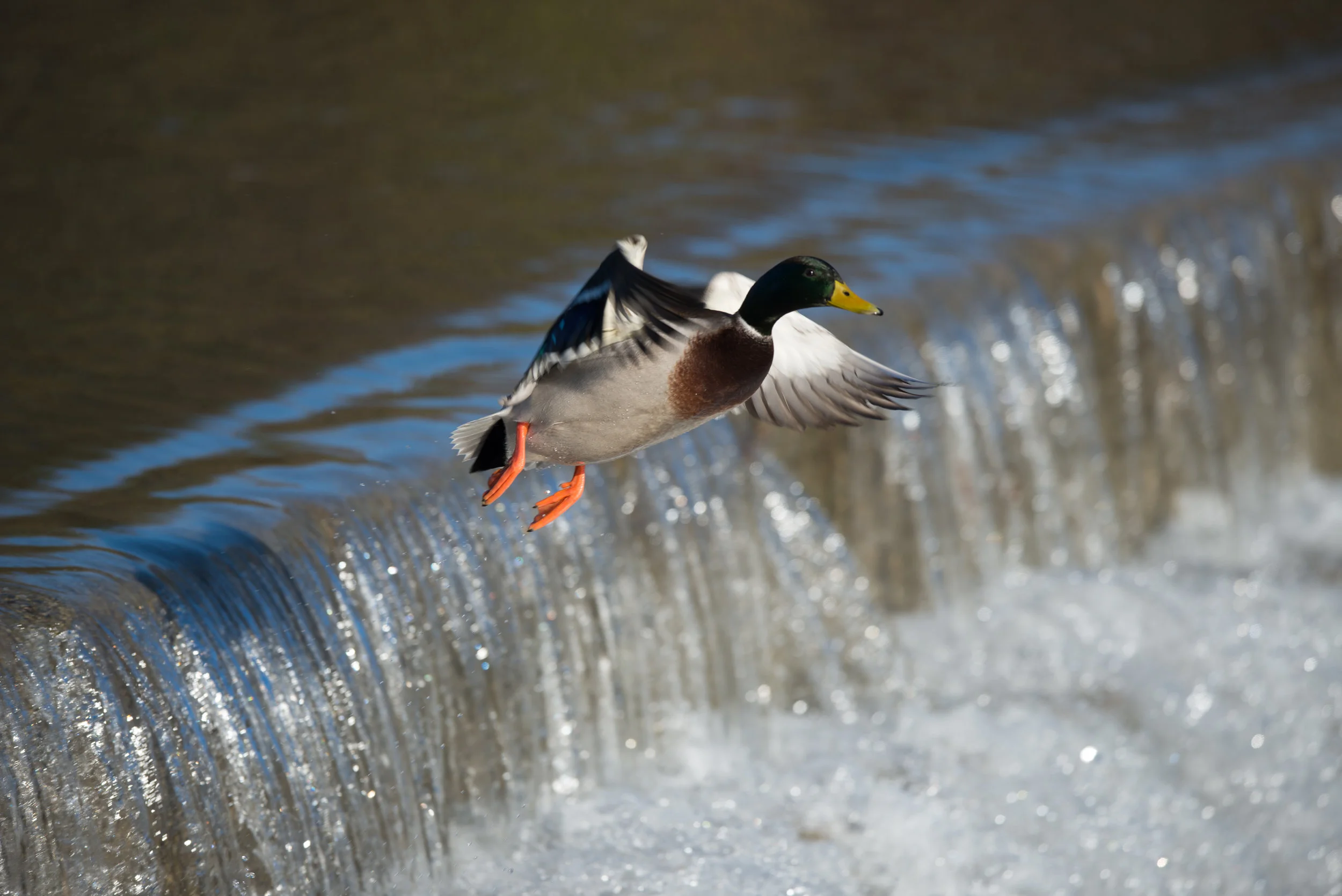 _DSC3702.jpg