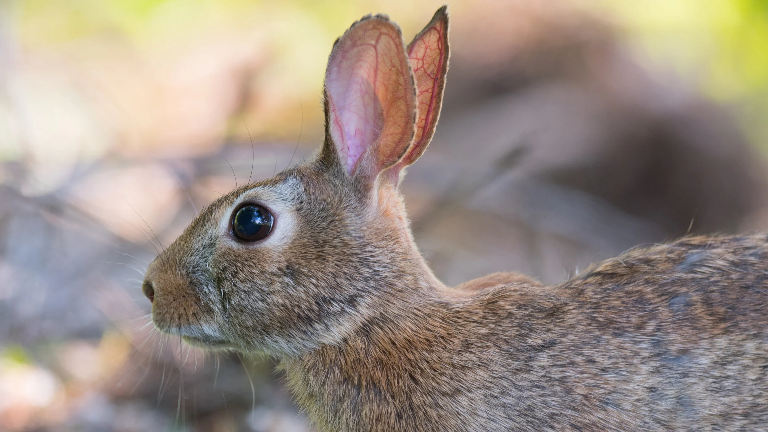 The cutest cotton tail rabbit ever by the Humber