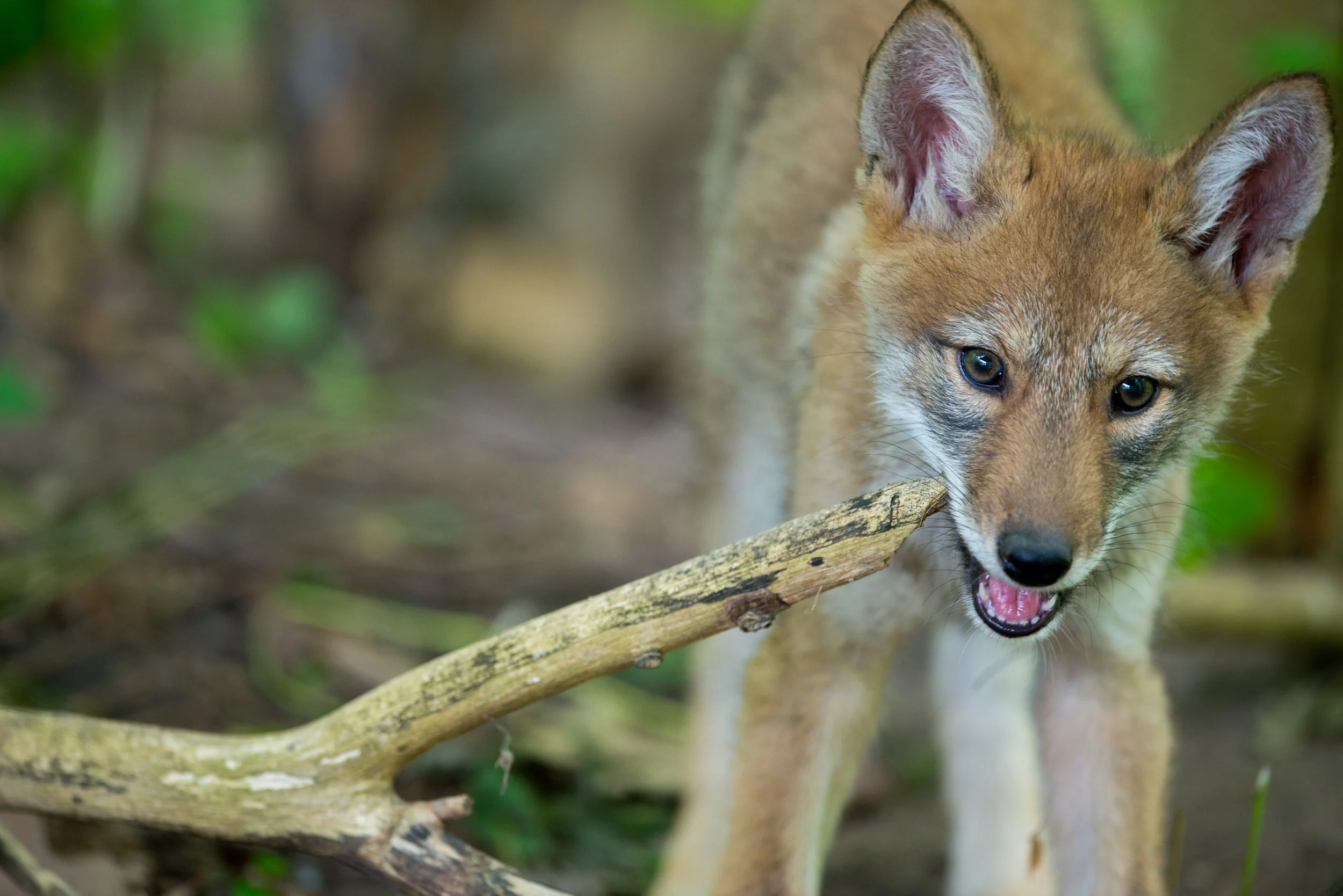 Playful Coywolf Cubs behind 9th hole pick up area