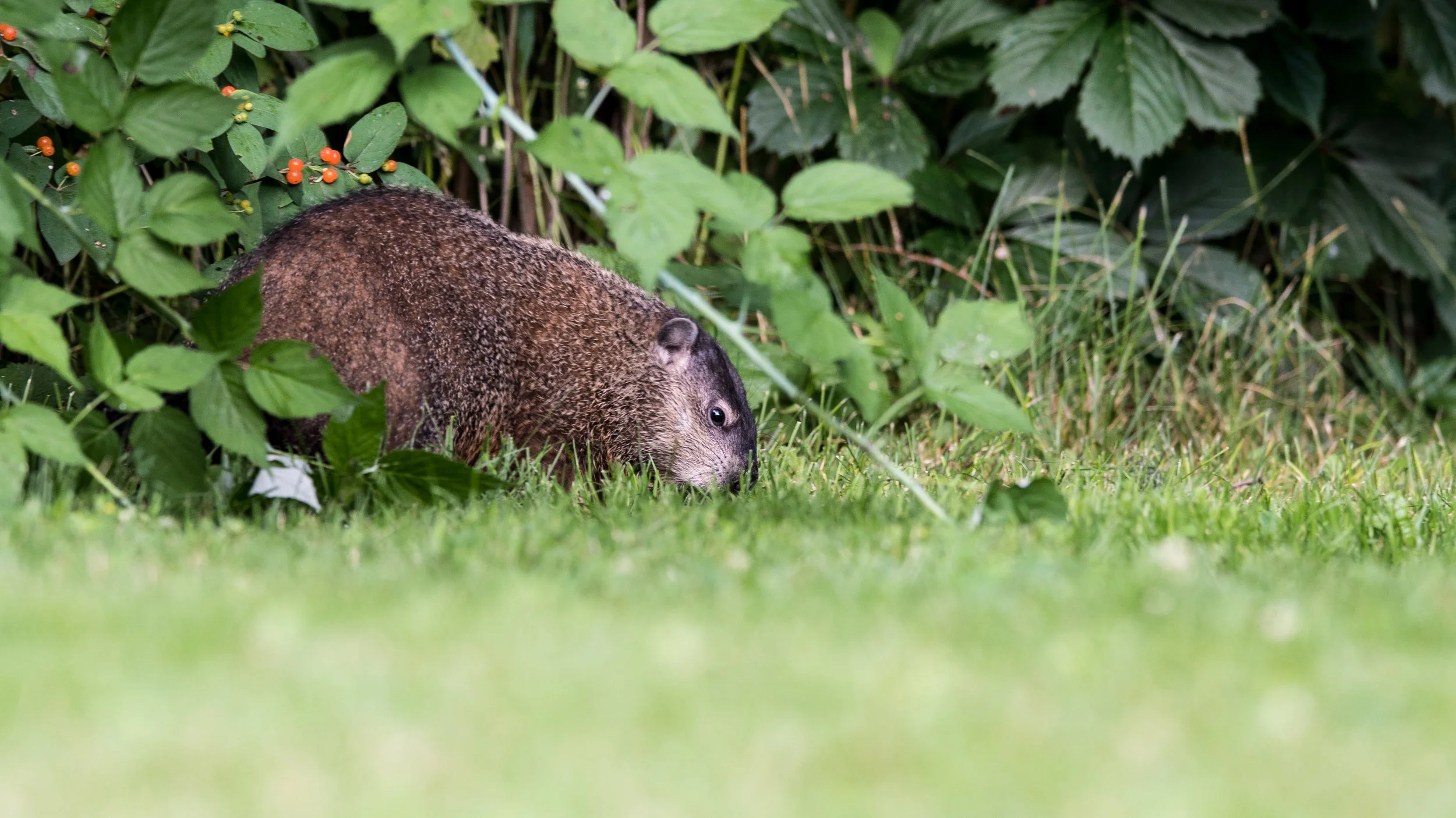 Found a Groundhog today:)