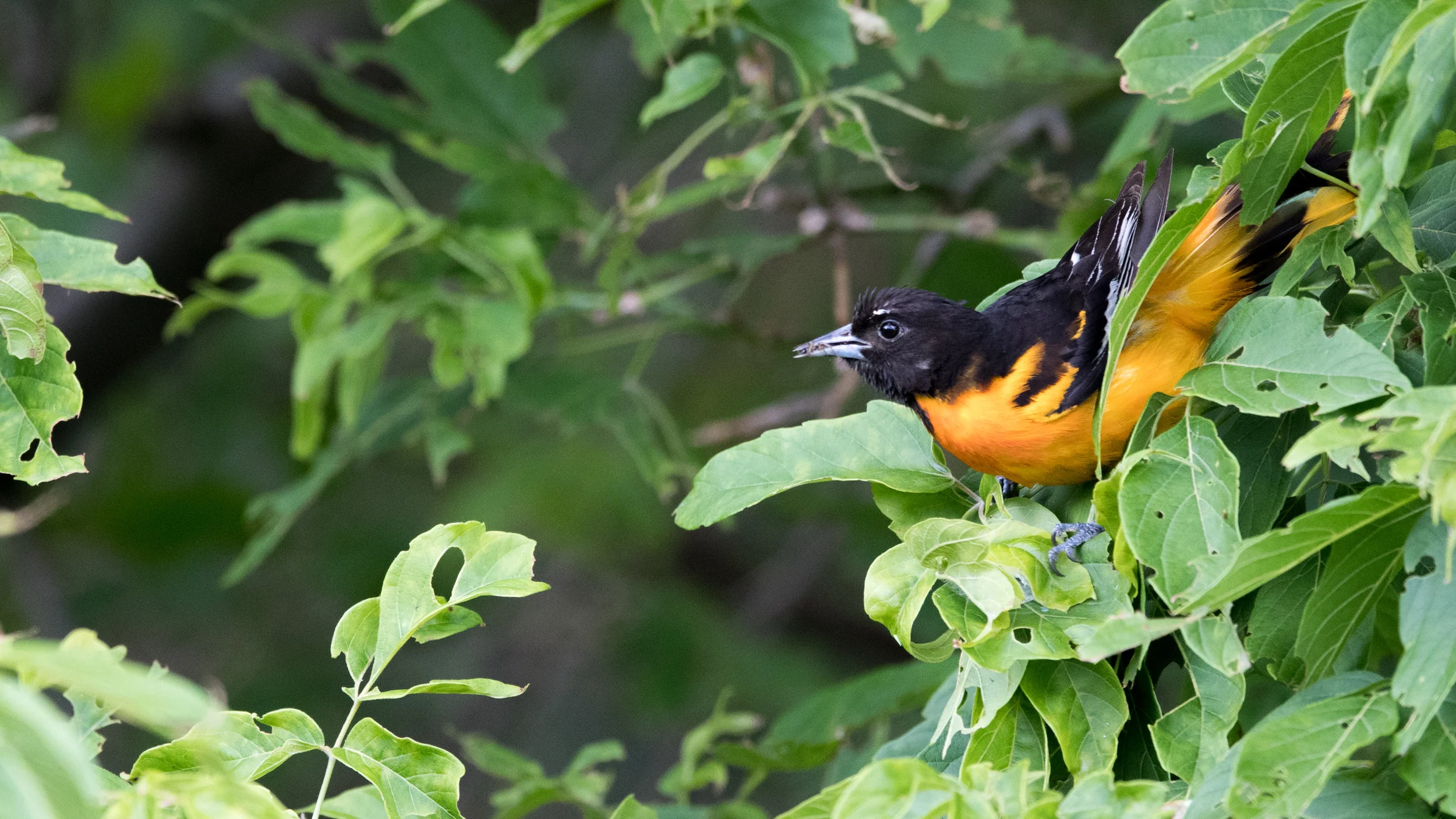 DSC_0084.jpg