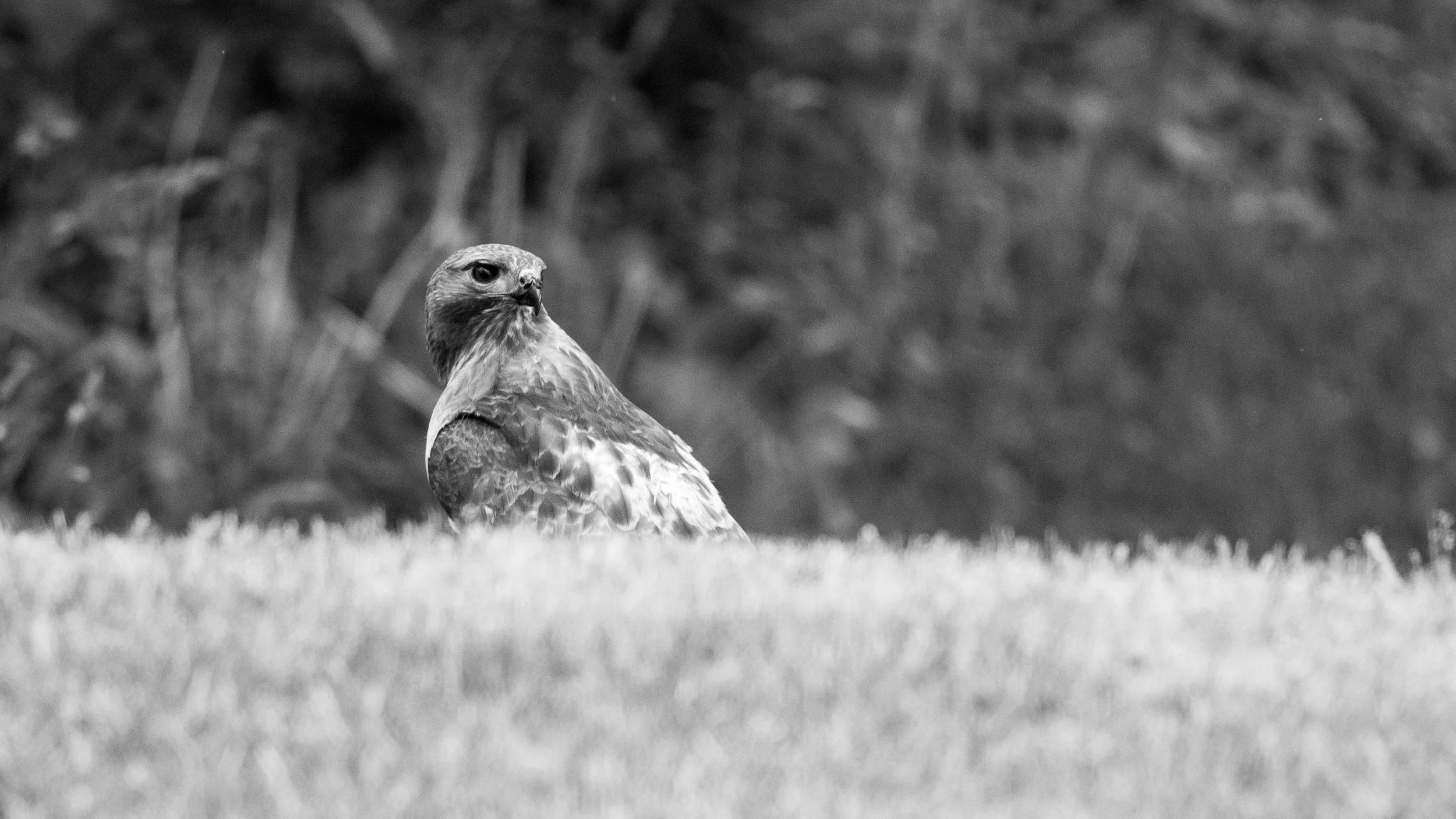 DSC_7762.jpg