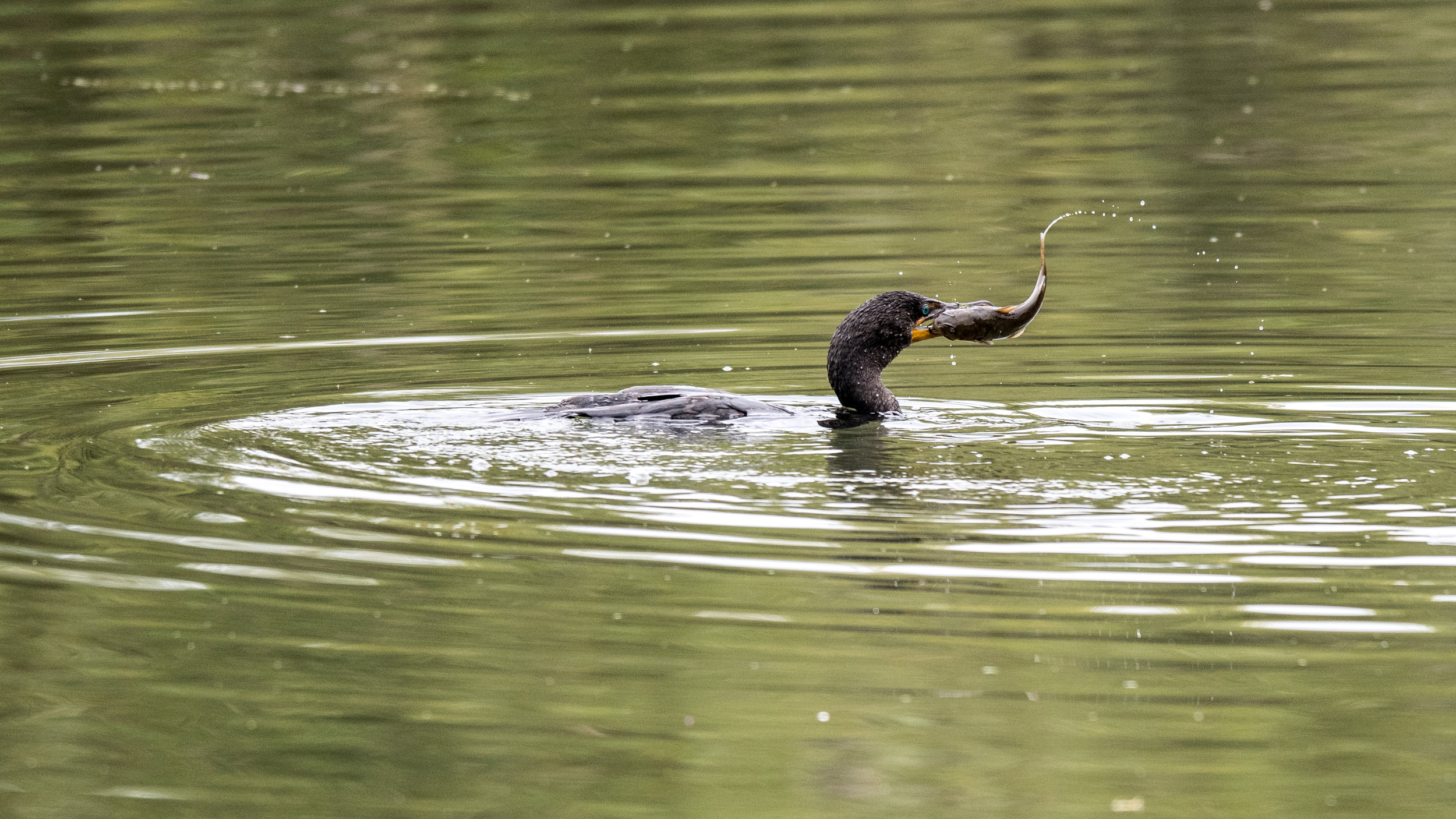 DSC_3560.jpg