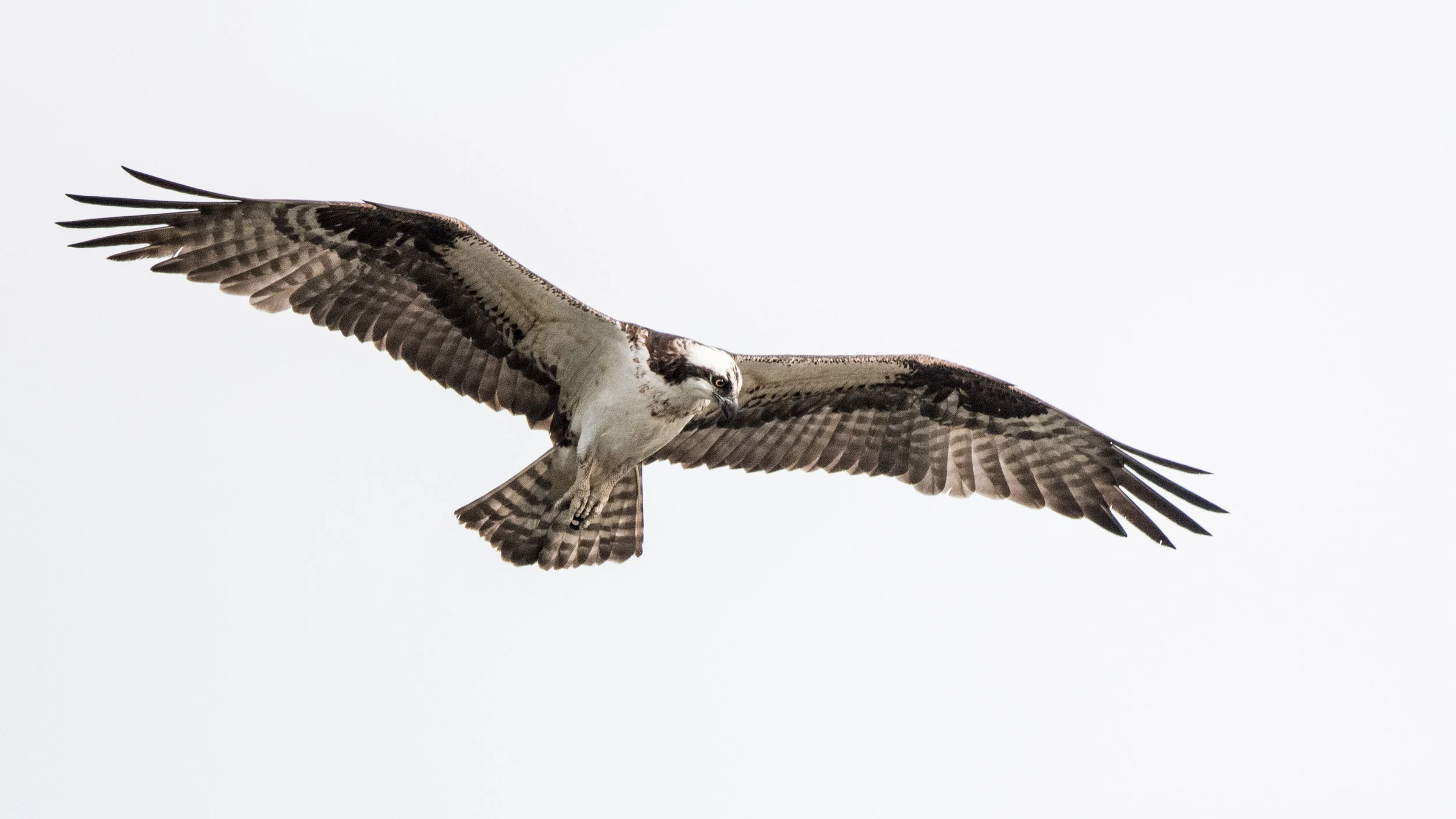 beautiful osprey