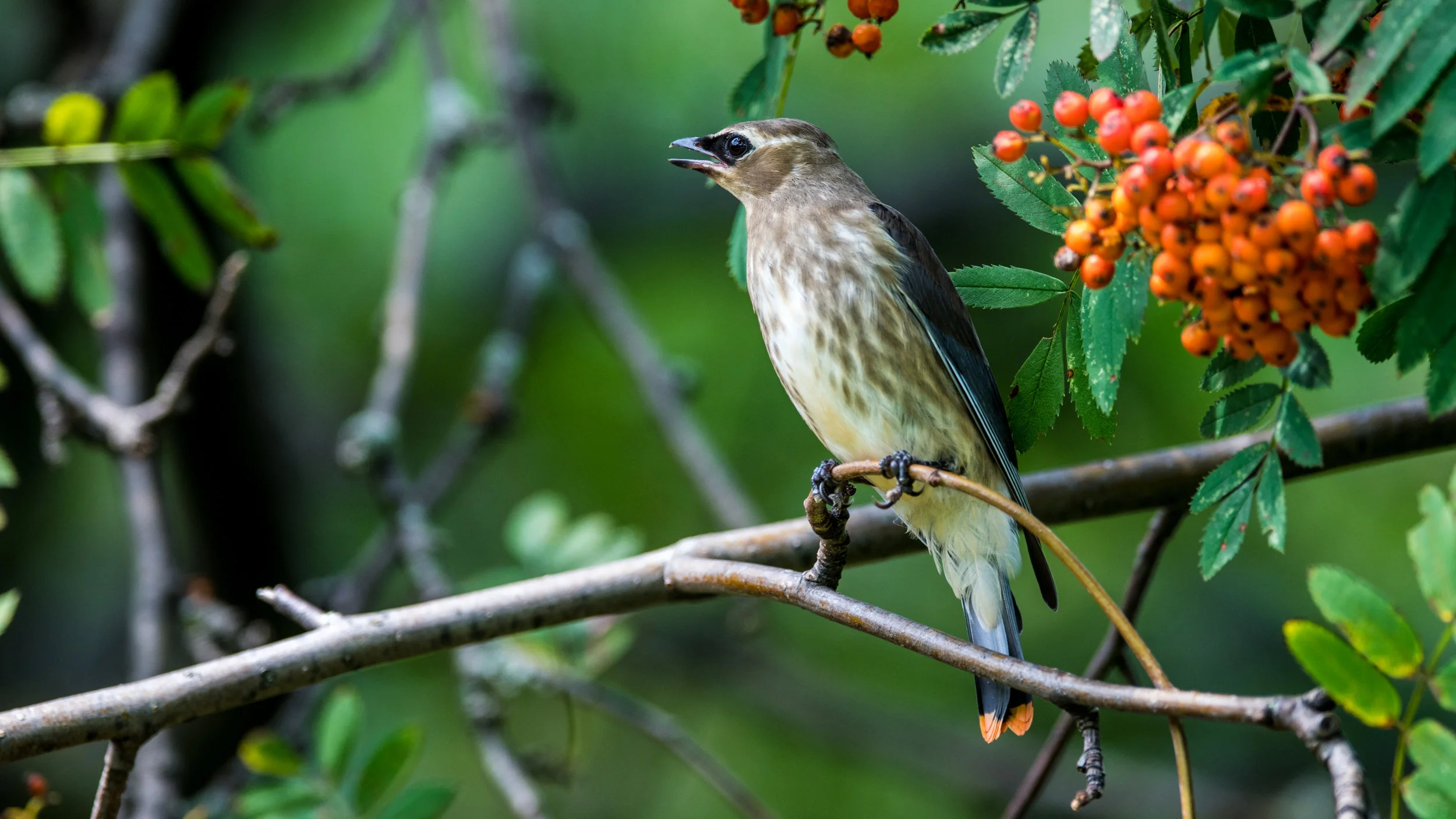 Copy of Cedar Waxwing