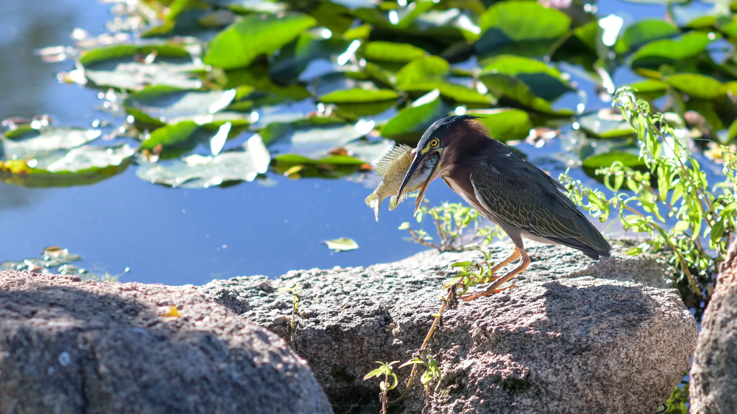 Green Heron with a rather large catch in Scottsdale AZ