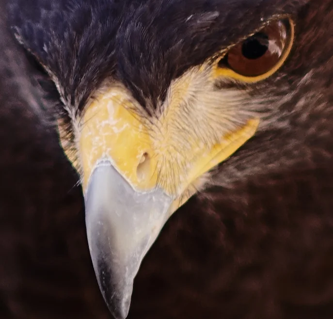 Harris Hawk in Scottsdale, AZ