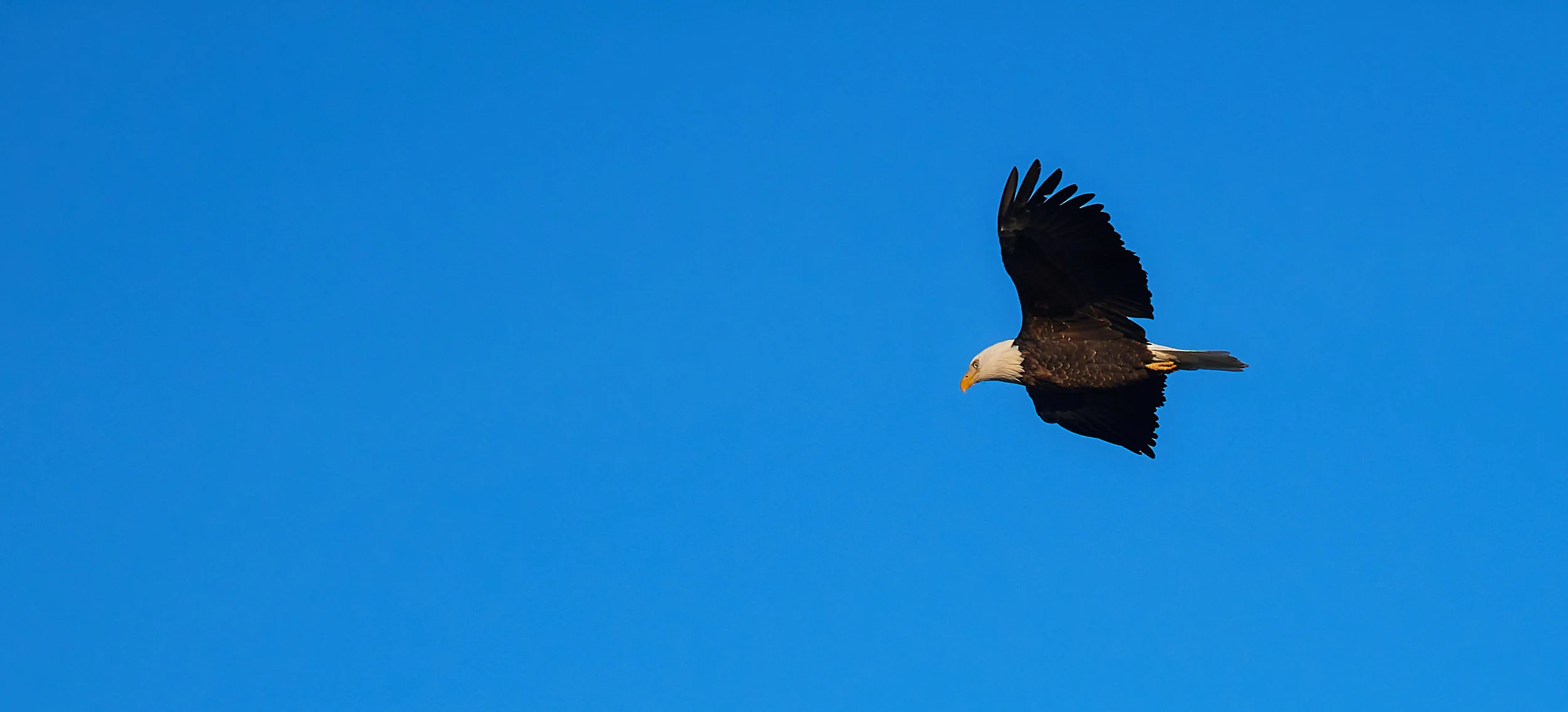  Bald Eagle soaring high over Humber Bay Park 