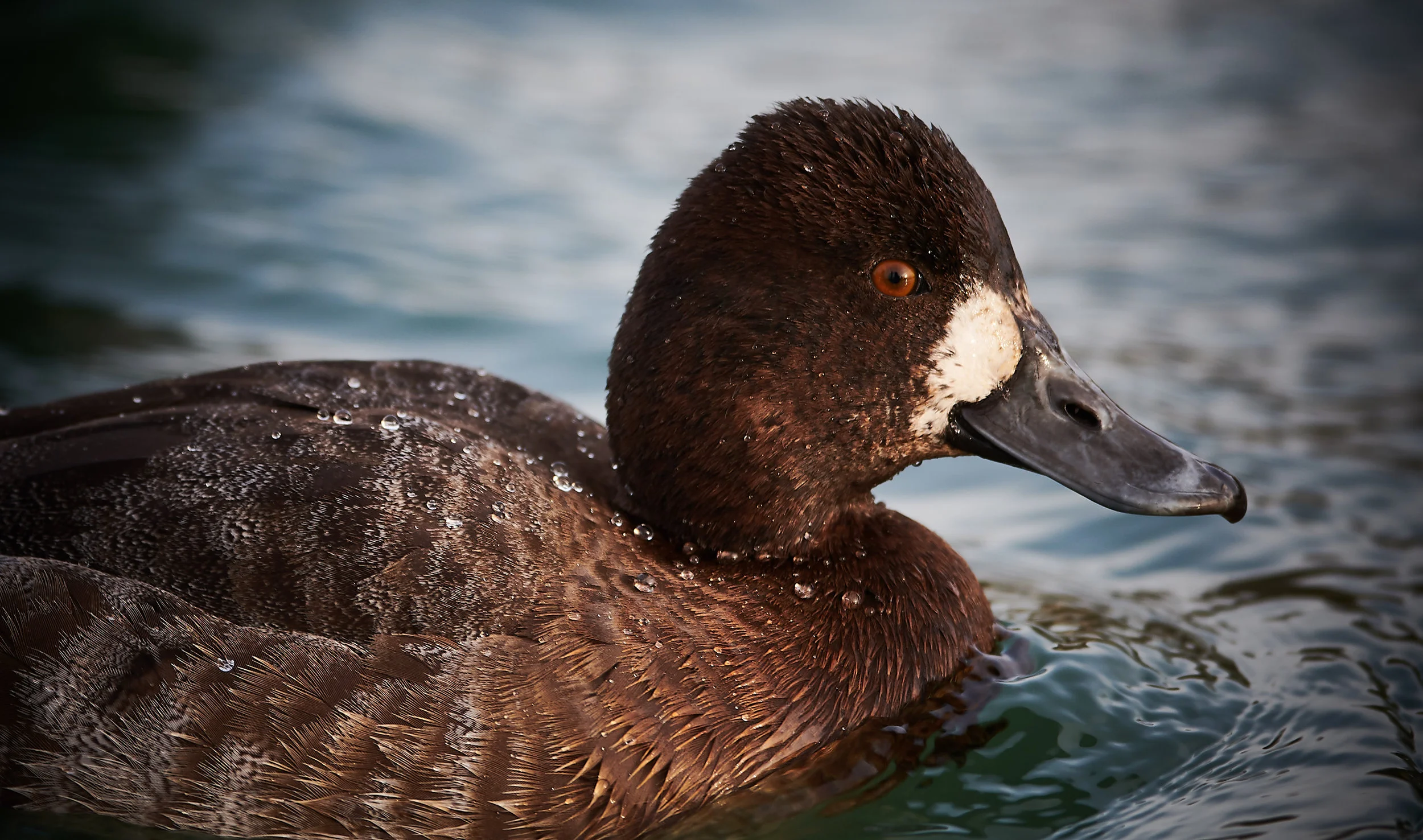 Greater Scaup Duck
