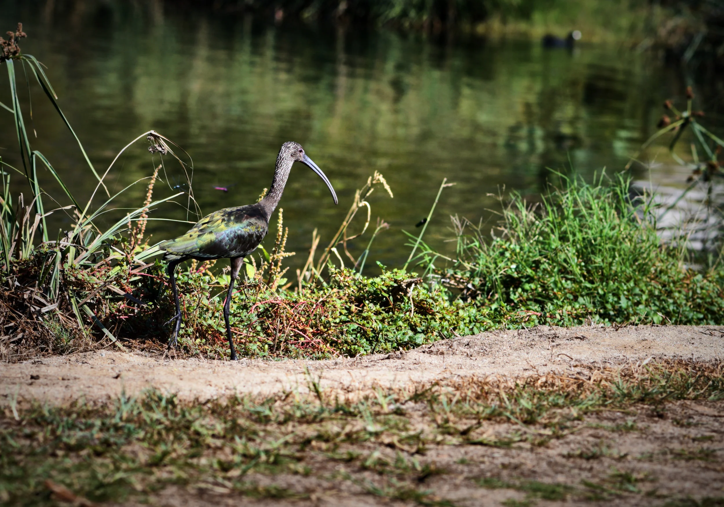 Glossy Ibis, in Los Cabos, Mexico