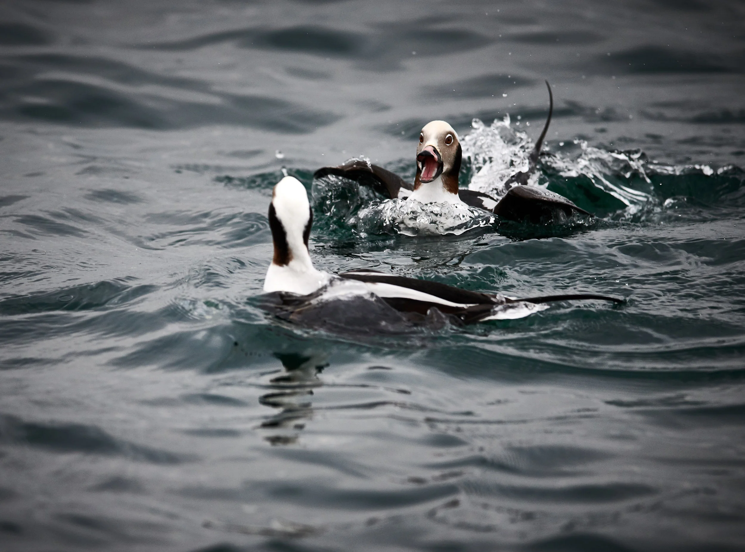 DSC_7941.jpg