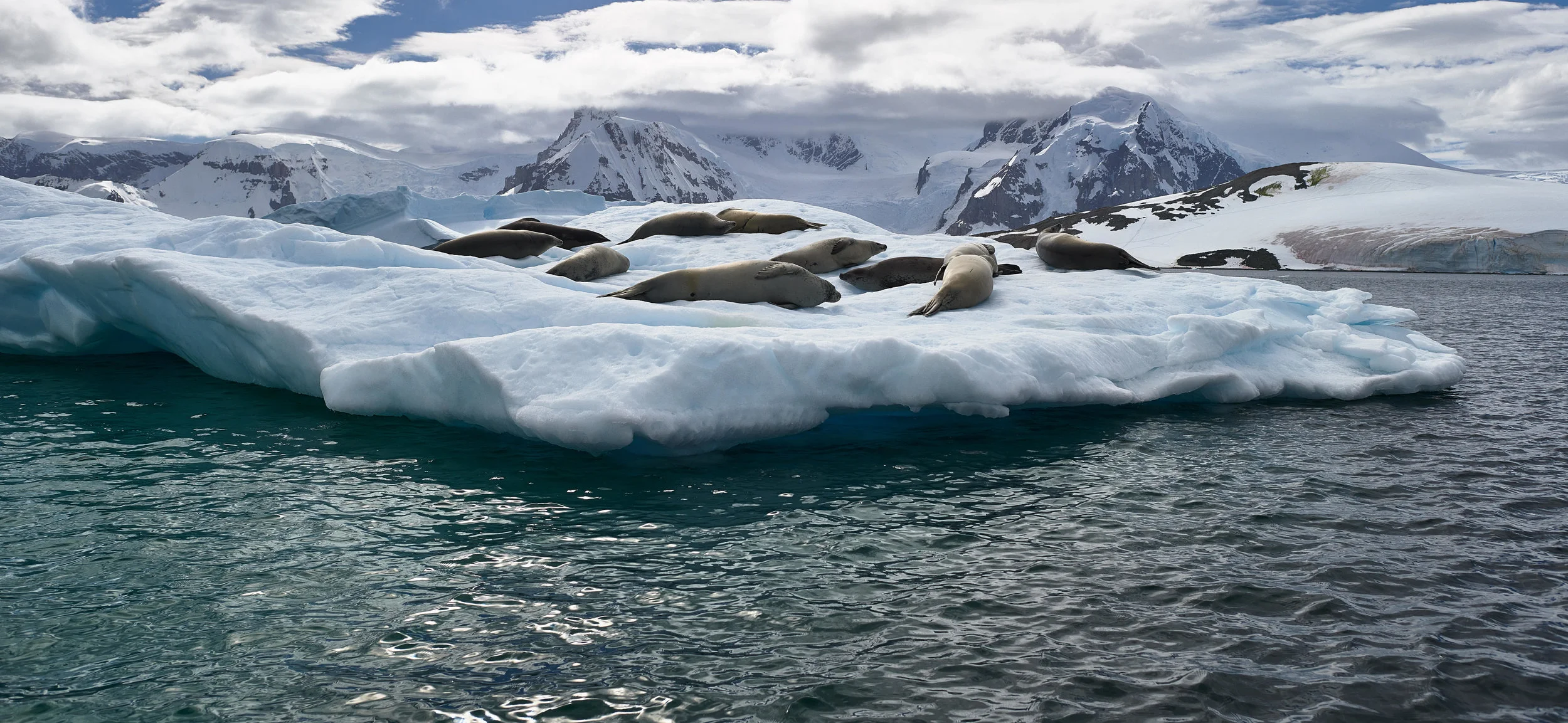 Crabeater Seals on an Iceberg at Danco Island