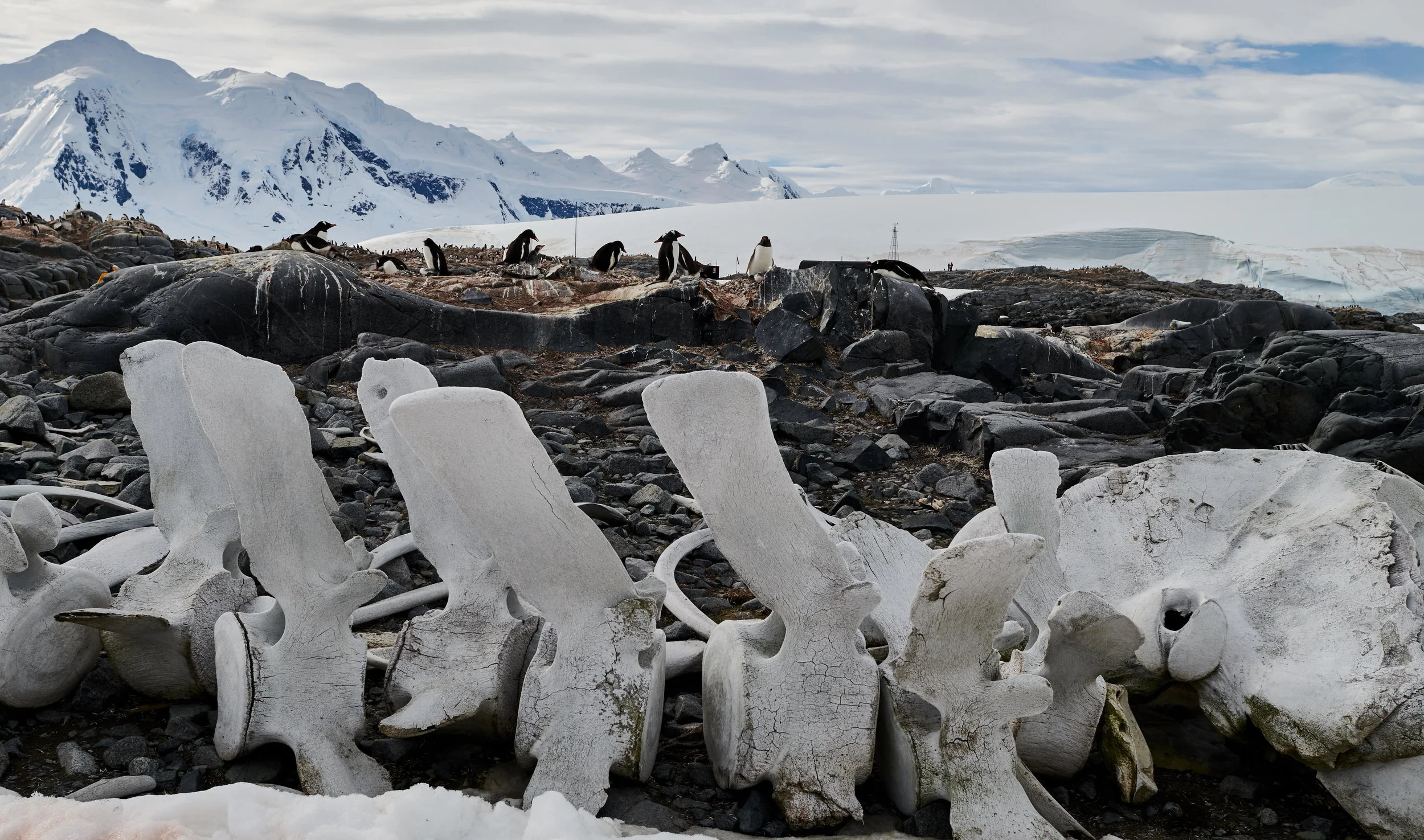 Bones of a Juvenile Blue Whale at Port Lockroy