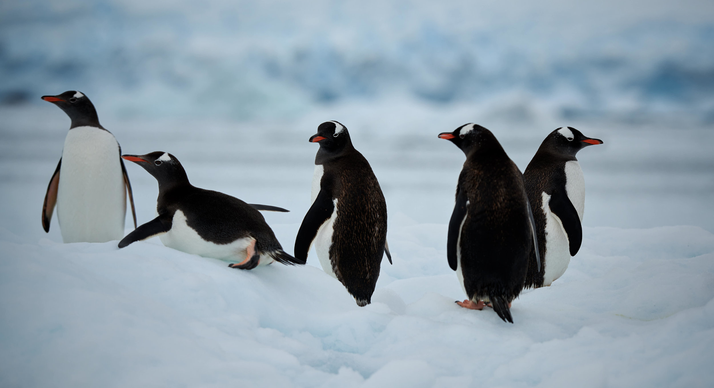 Watching these Gentoo (and all the) Penguins is guaranteed to make everyone smile.