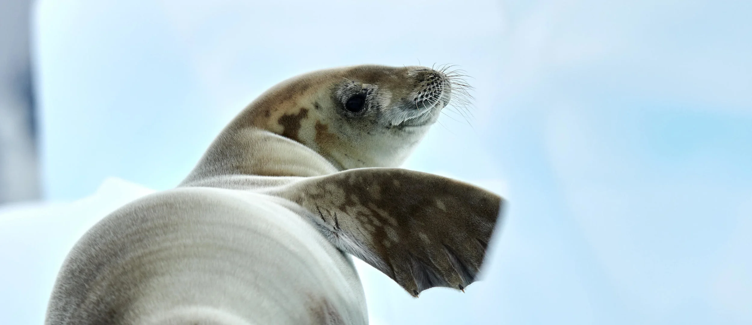 Crabeater Seals were cute, and they really don't eat much crab, apparently. 