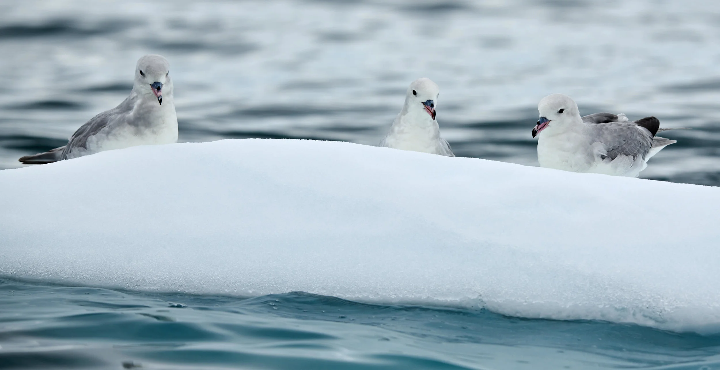 Snow Petrels