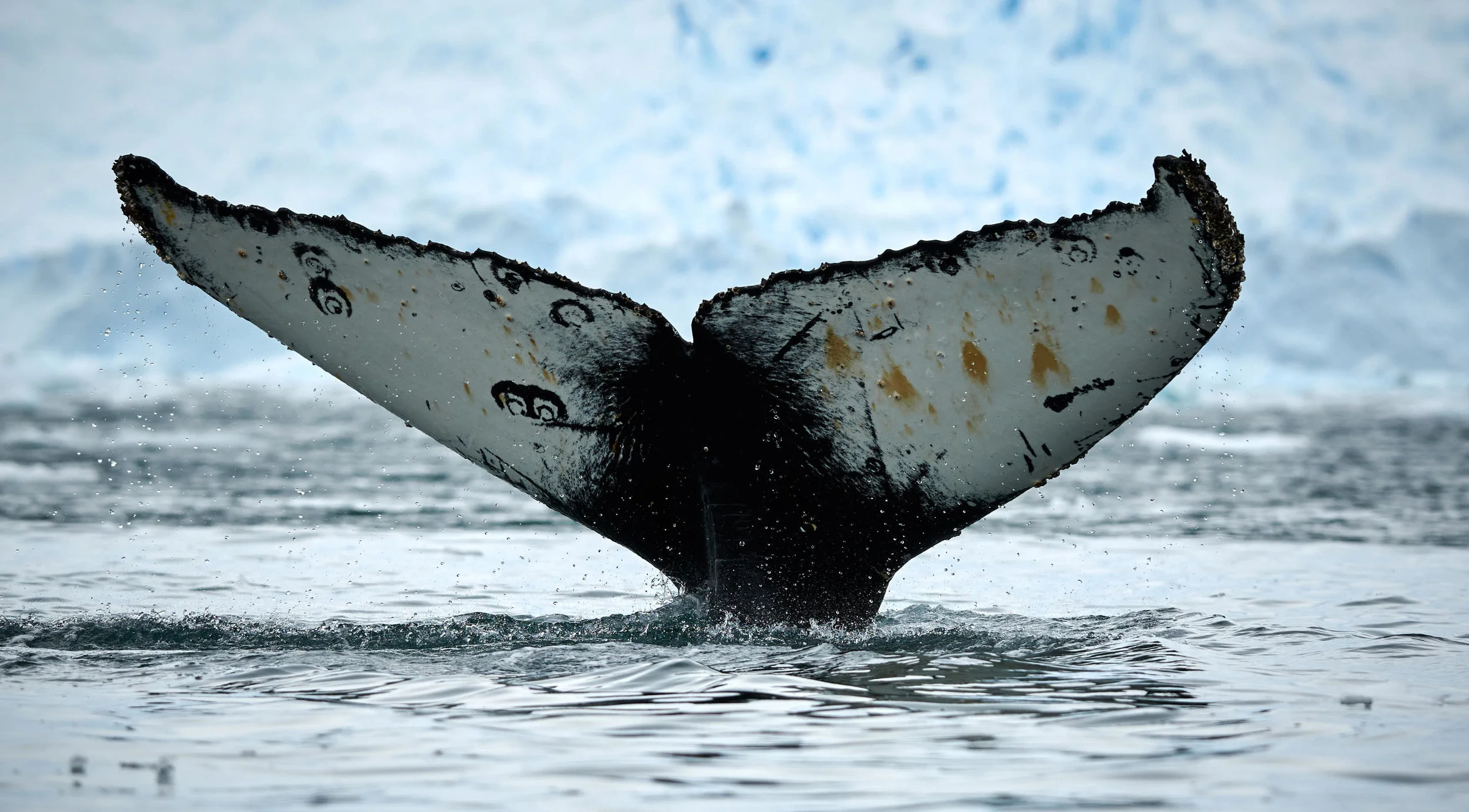 Humpback whale tail is like their fingerprint, everyone is different.