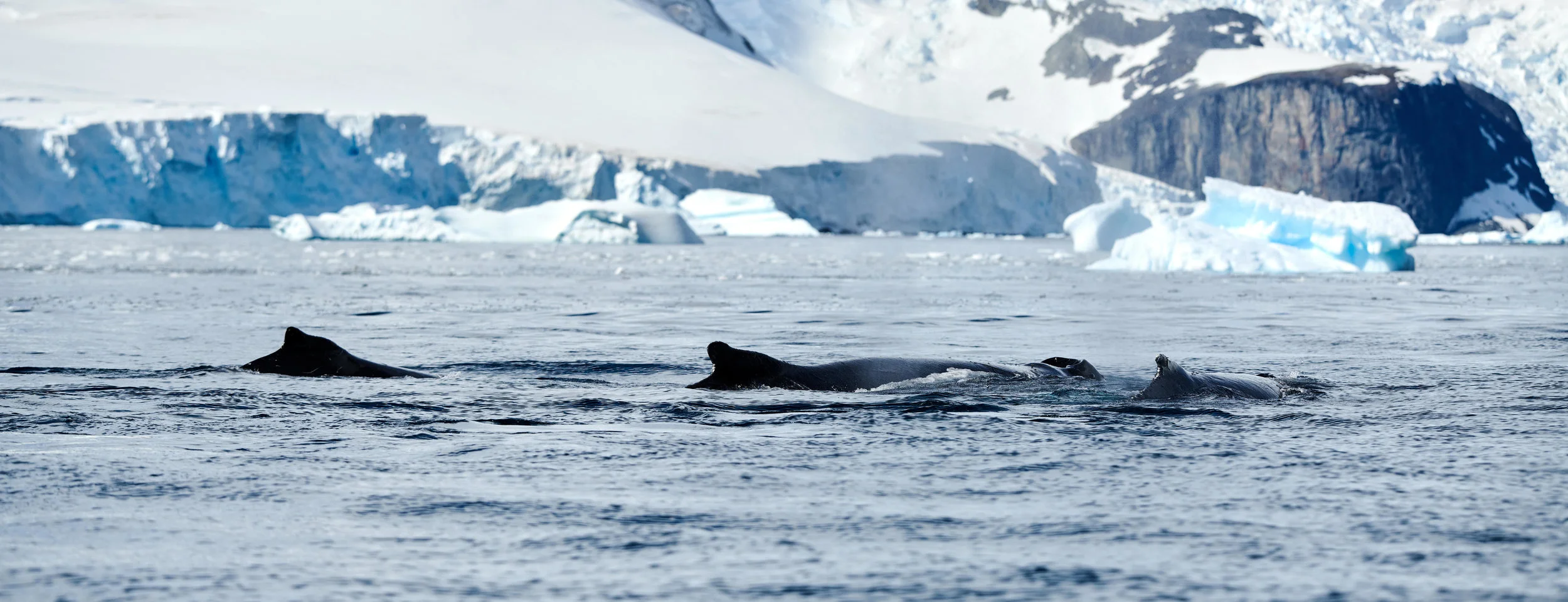 Humpback Whales