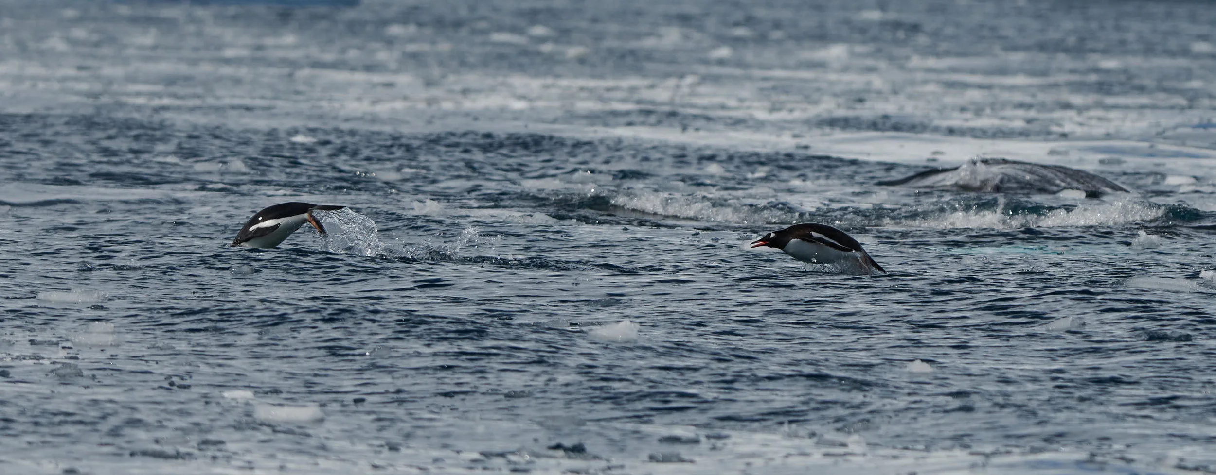 Penguins may be slow on land but they're really fast in the water, 35 kph!