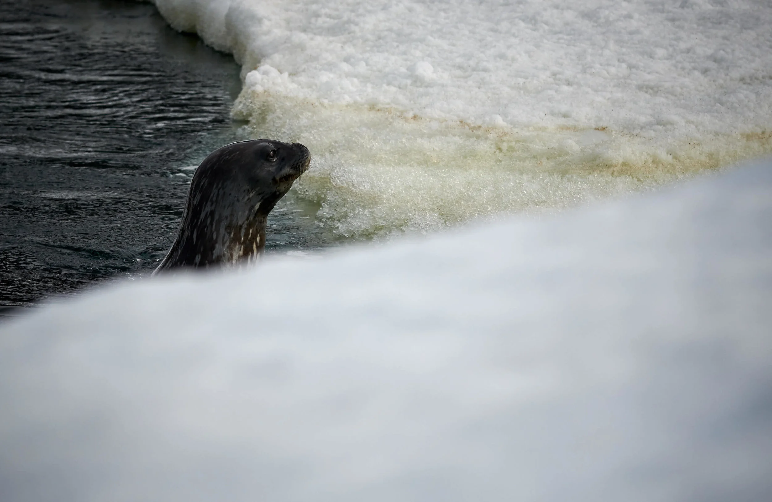DSC_4957.jpg