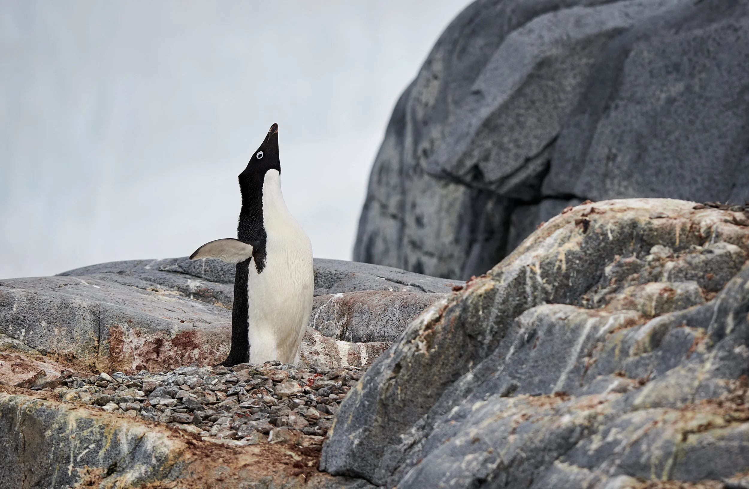 Lone Adelie Penguin in Port Lockroy 