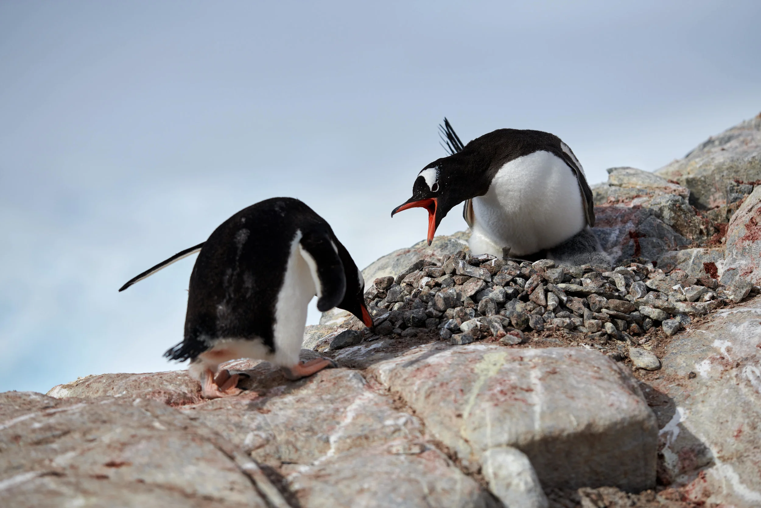 Stone stealing is a full-time job as is protecting them.