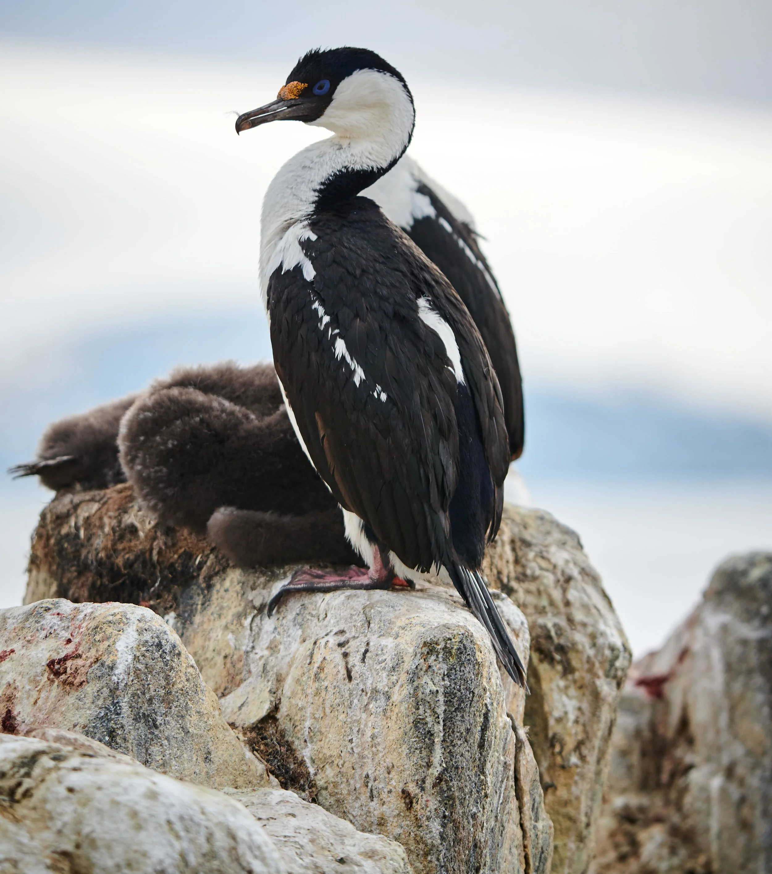 Blue Eyed/Imperial Shag in Port Lockroy