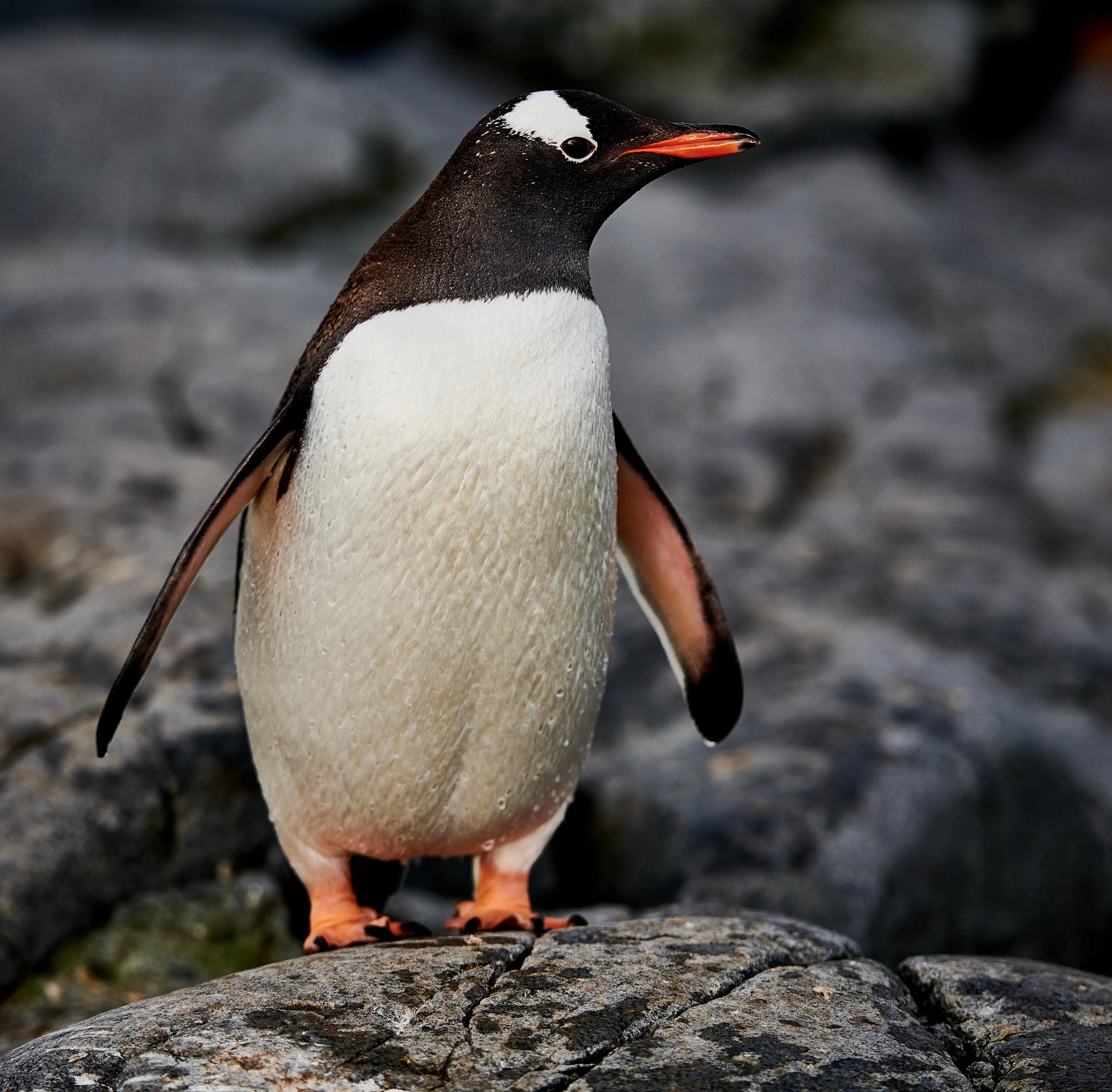DSC_5265.jpg