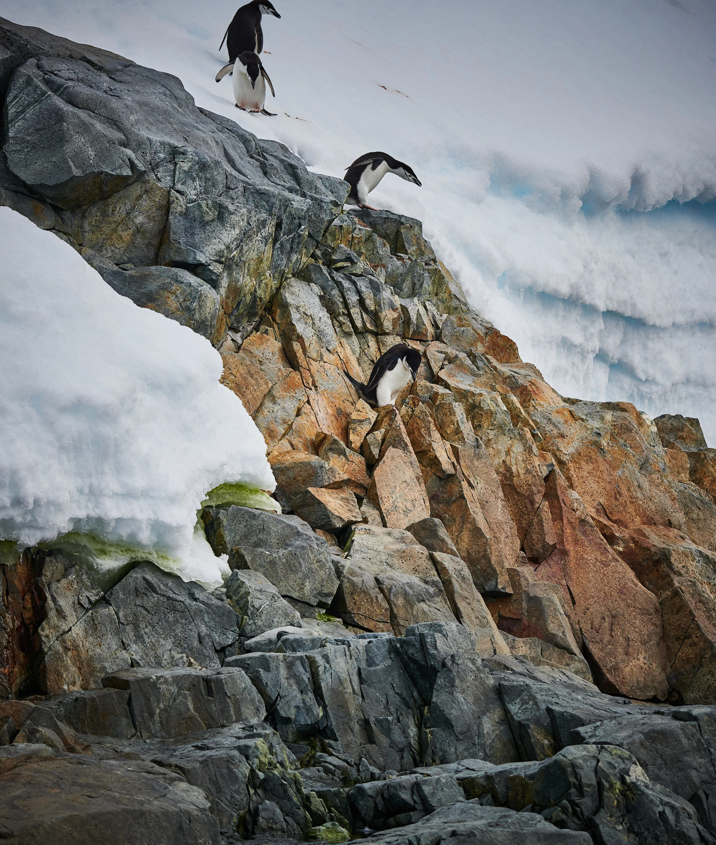 Chinstrap Penguins taking the hard way down:) Orne Harbor.