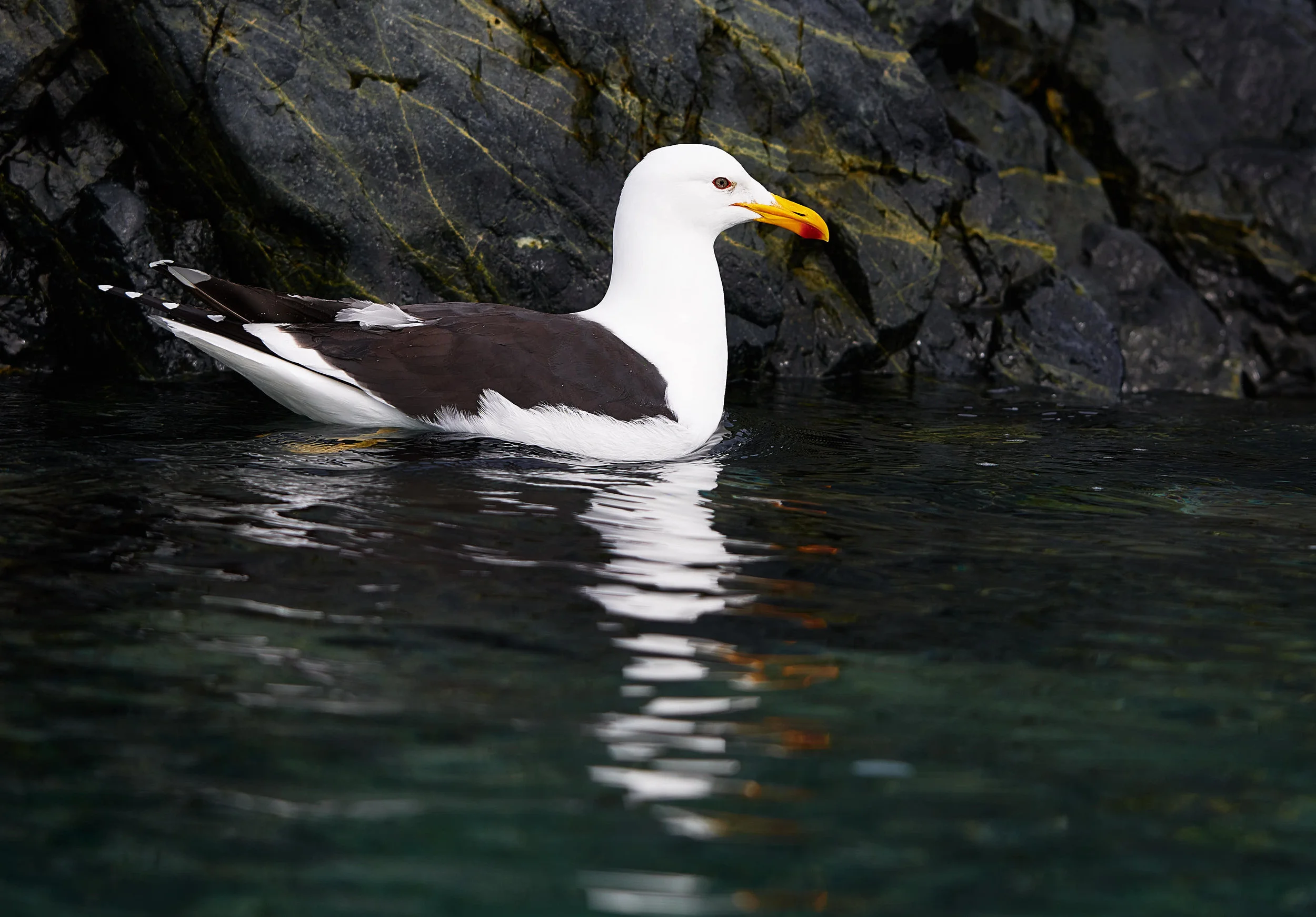 Kelp Gull