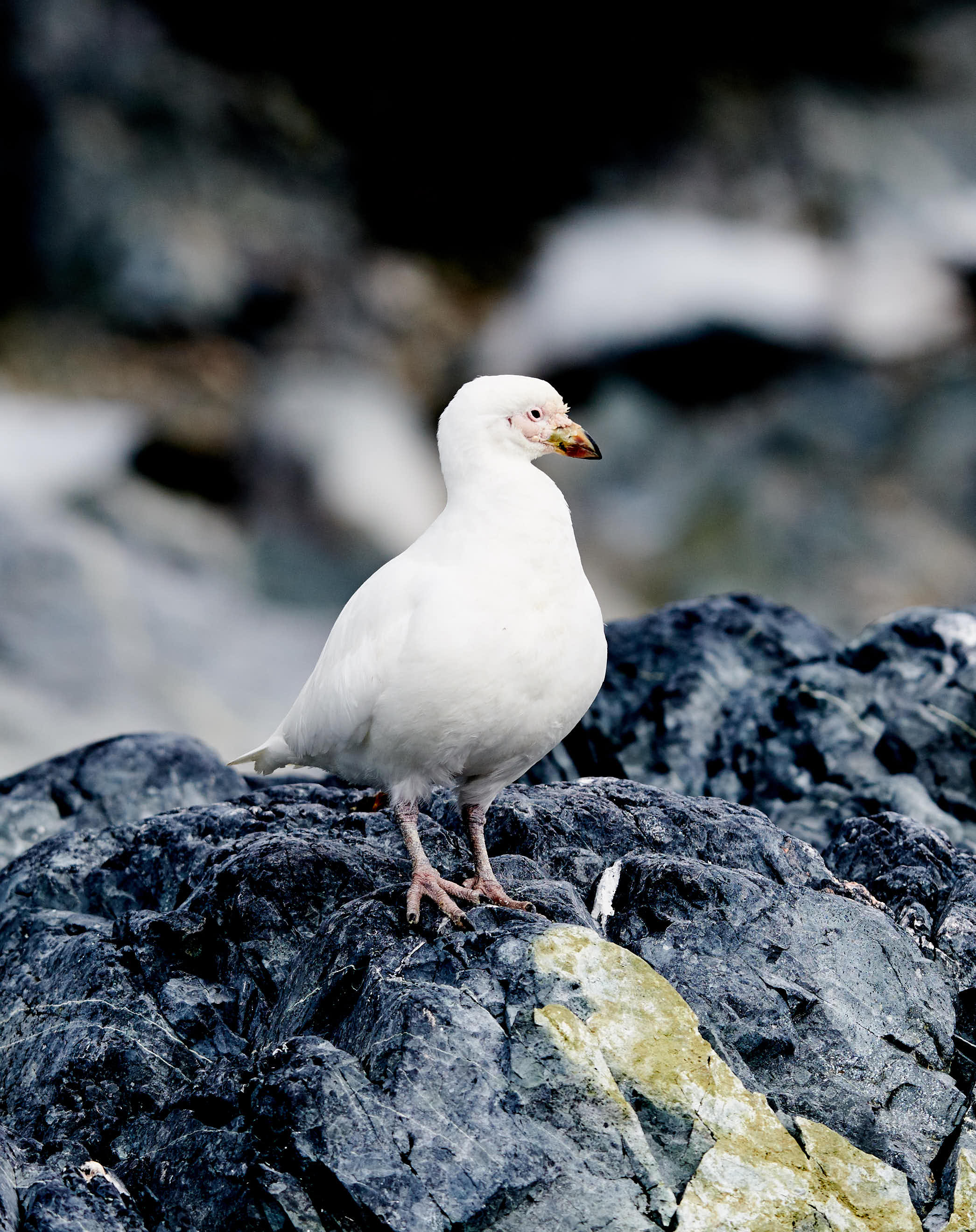 Sheathbill