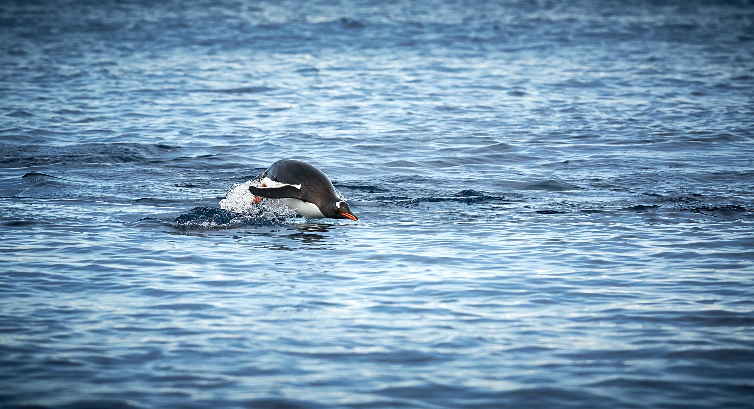 DSC_5568.jpg