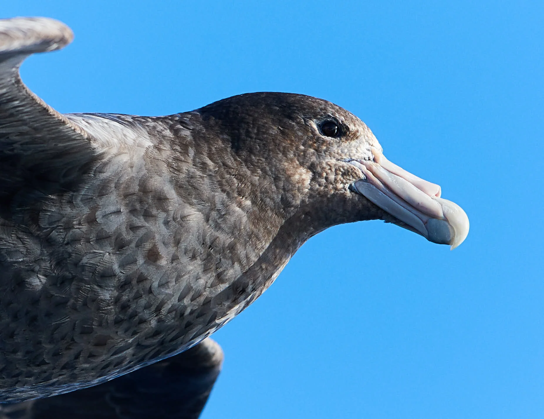 Giant Petrel In The Drake