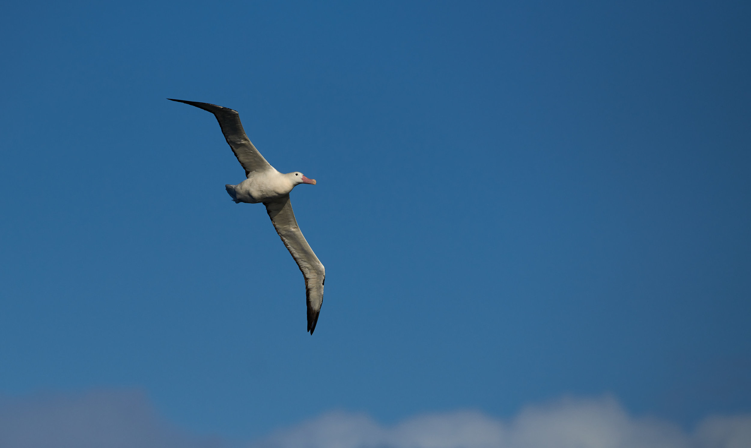 The Magnificent Wandering Albatross flying over the Drake, with a wingspan up to 12'