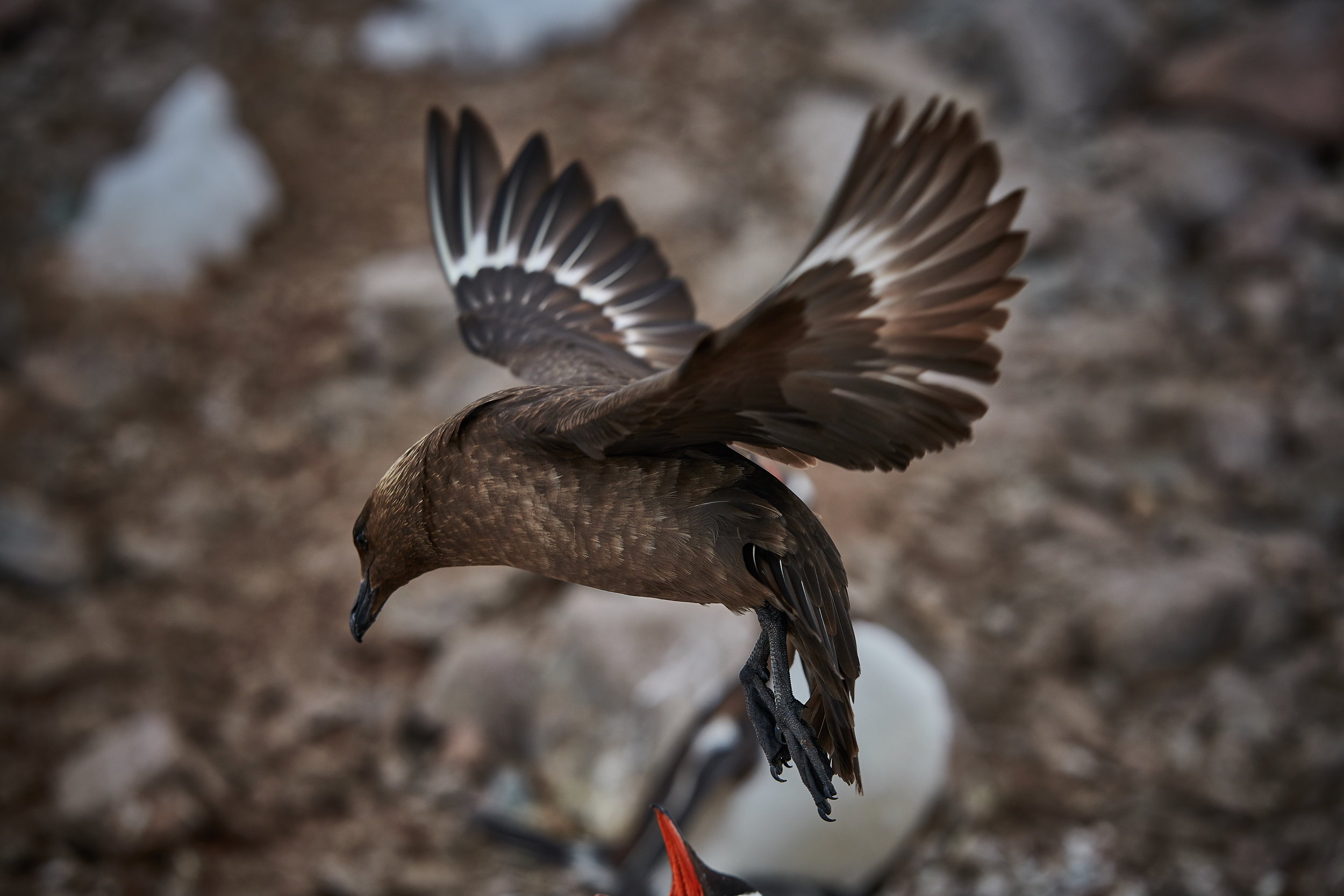 Antarctic Skuas  preying on the Gentoo Penguins