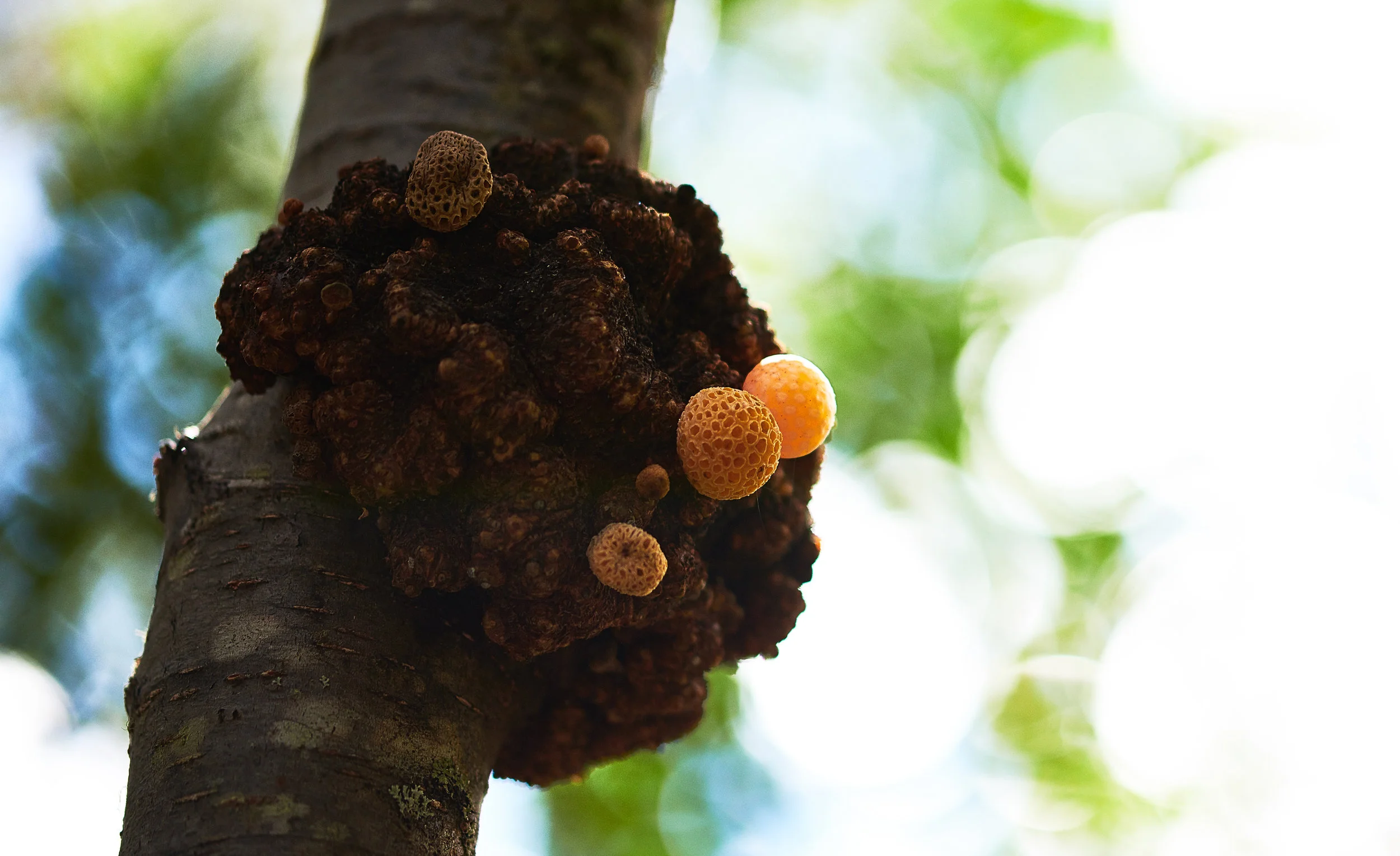 Beach Orange Fungus, or (Pan De Indio) Indian Bread