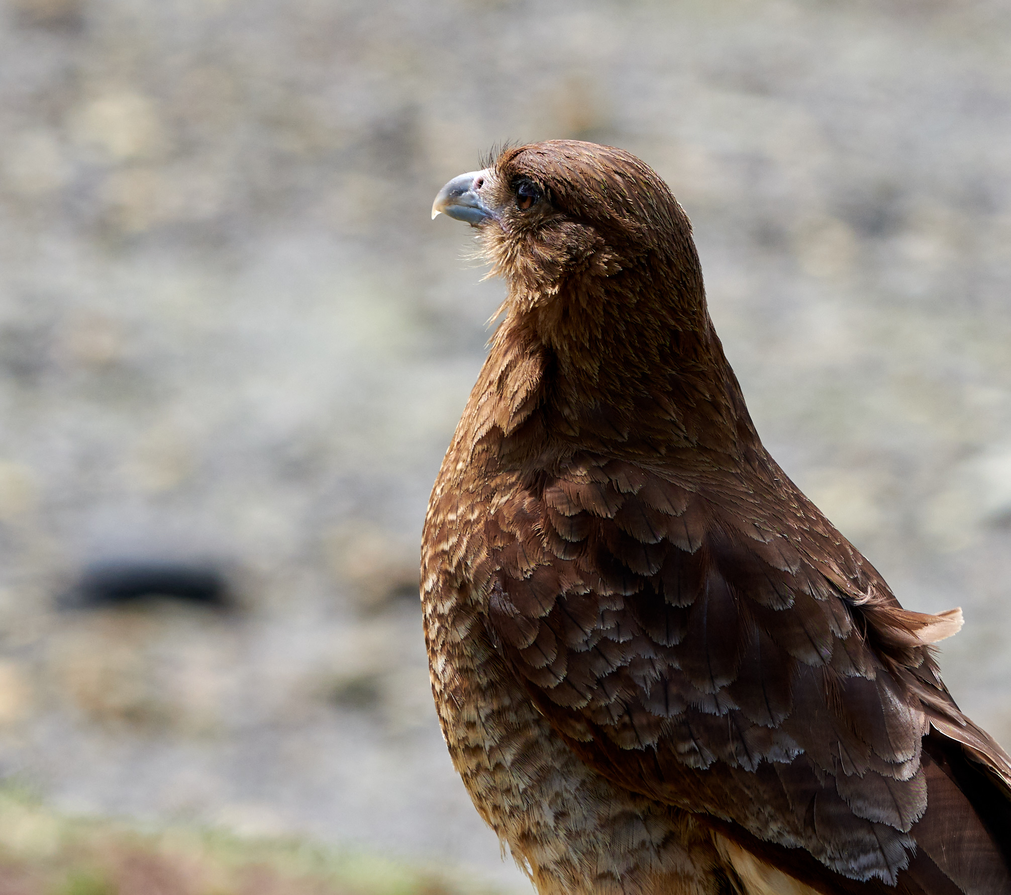 Chimango Caracara